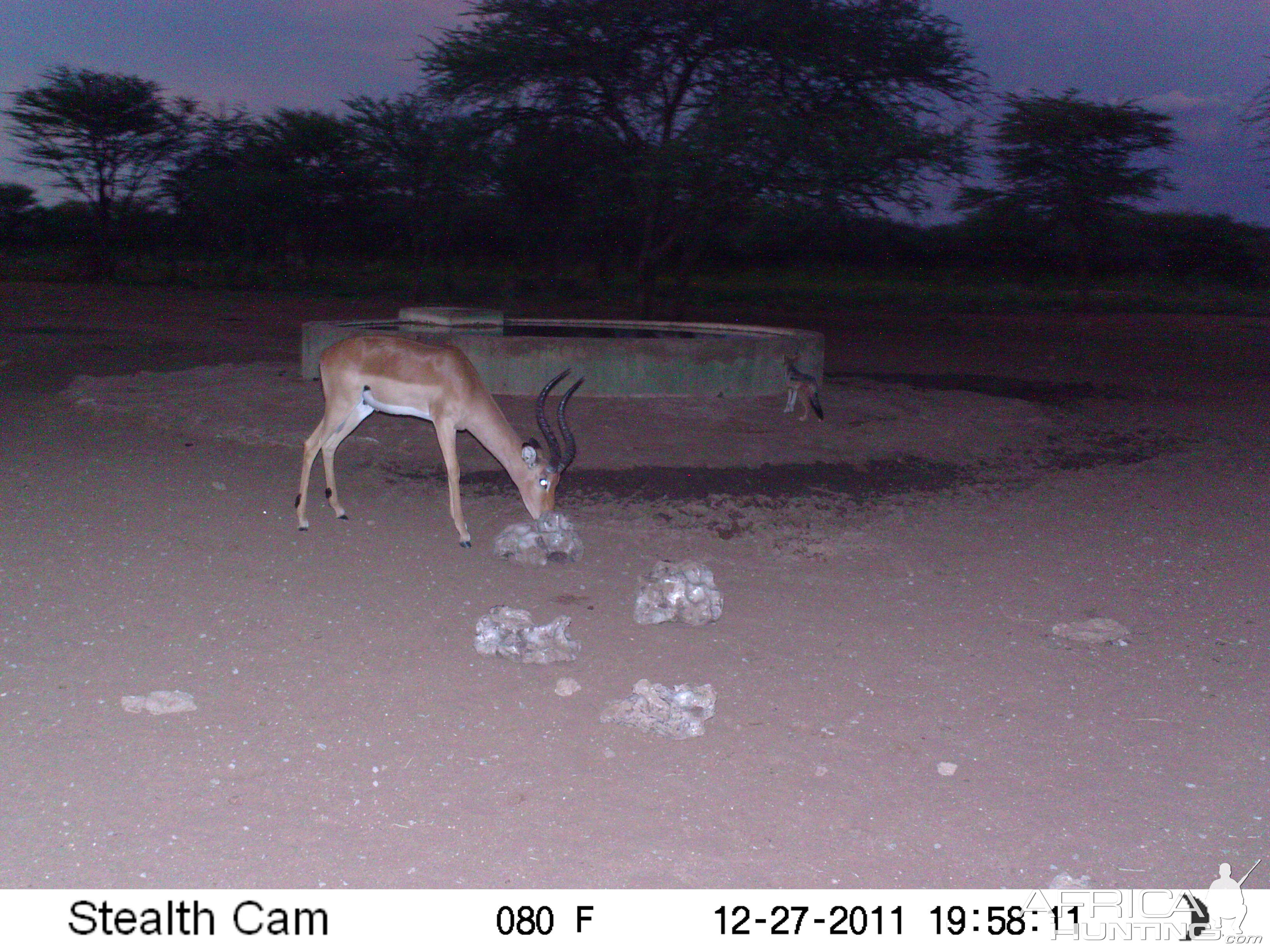 Trail Camera Namibia