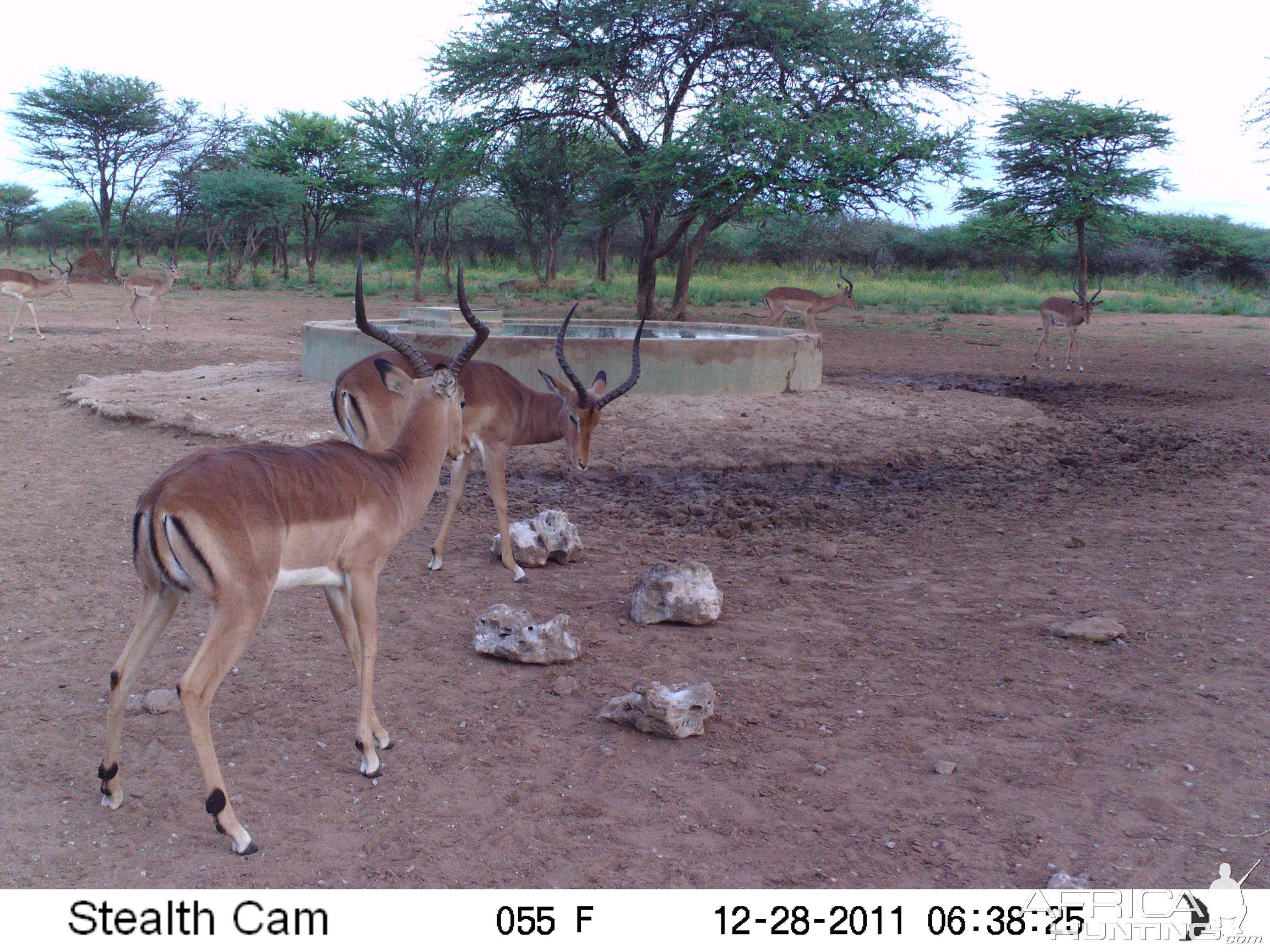 Trail Camera Namibia