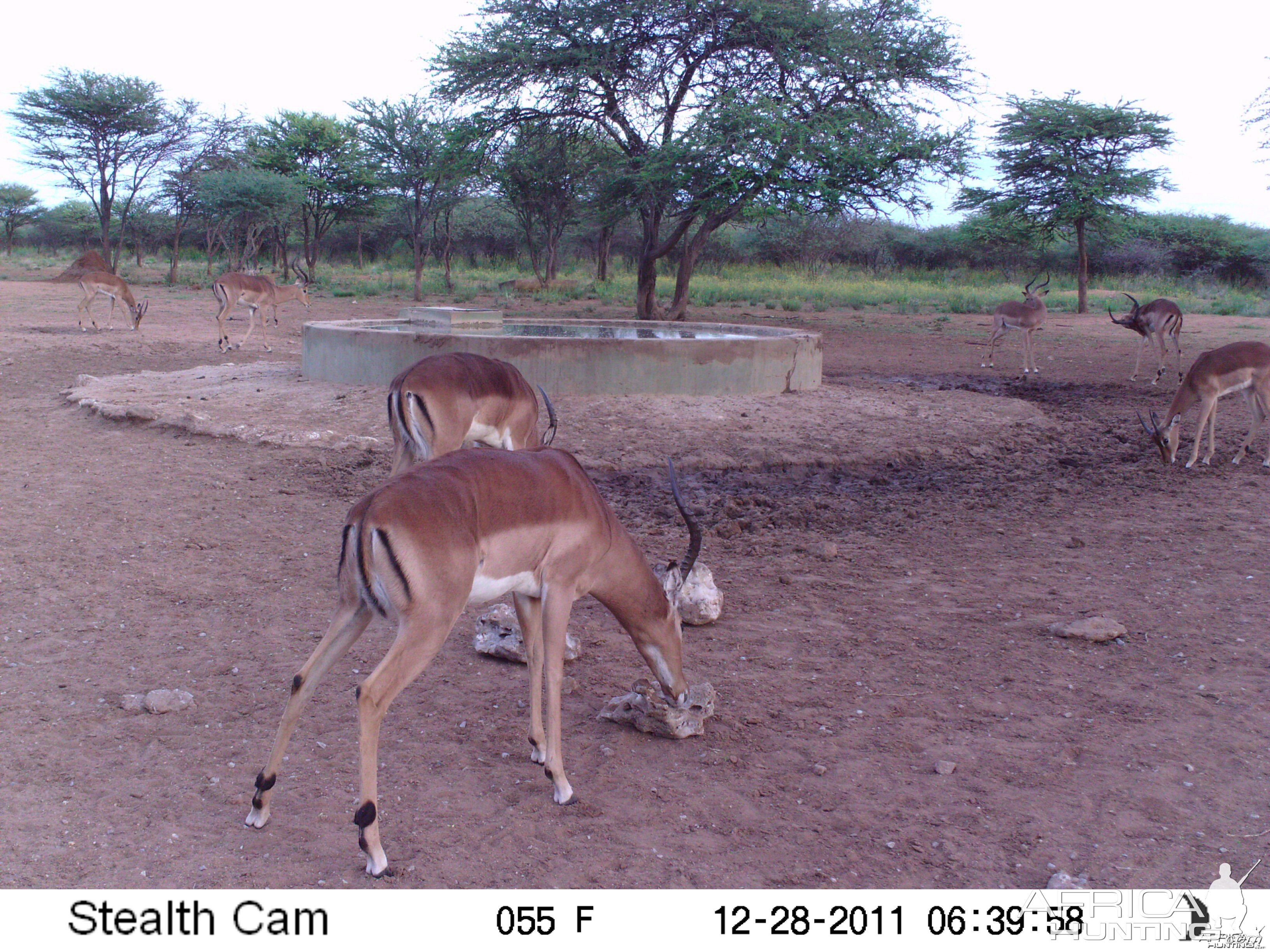 Trail Camera Namibia