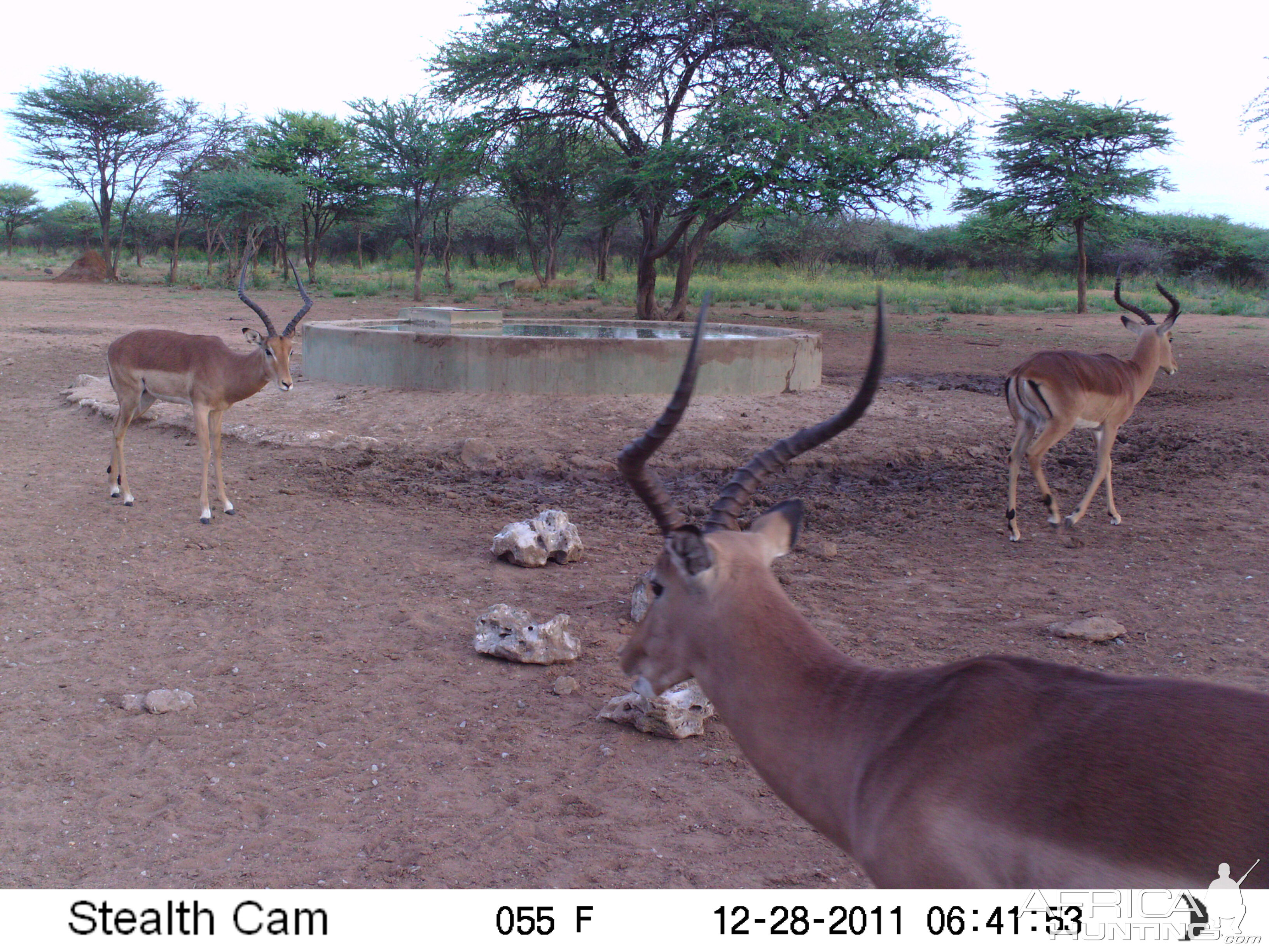 Trail Camera Namibia