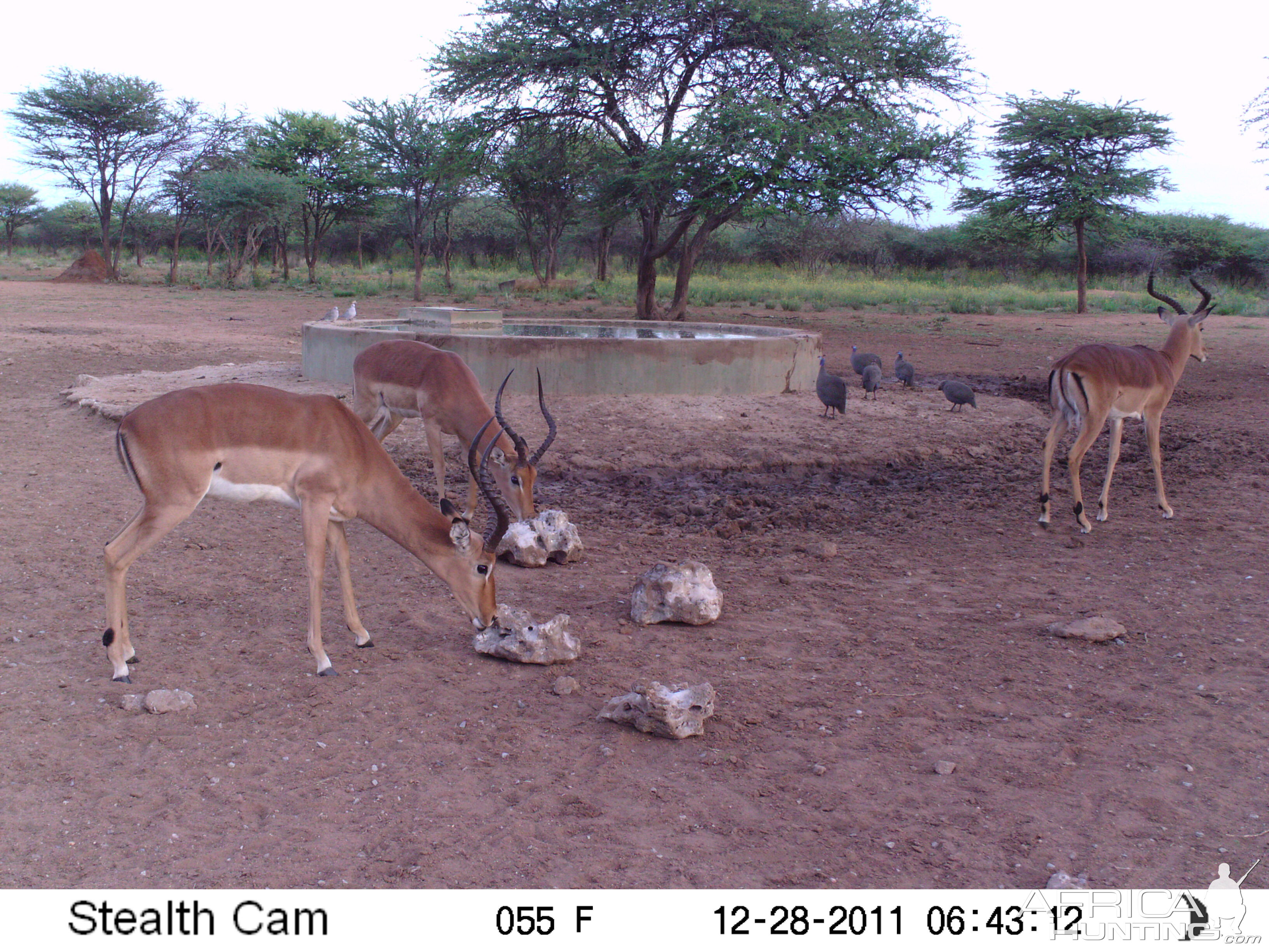 Trail Camera Namibia