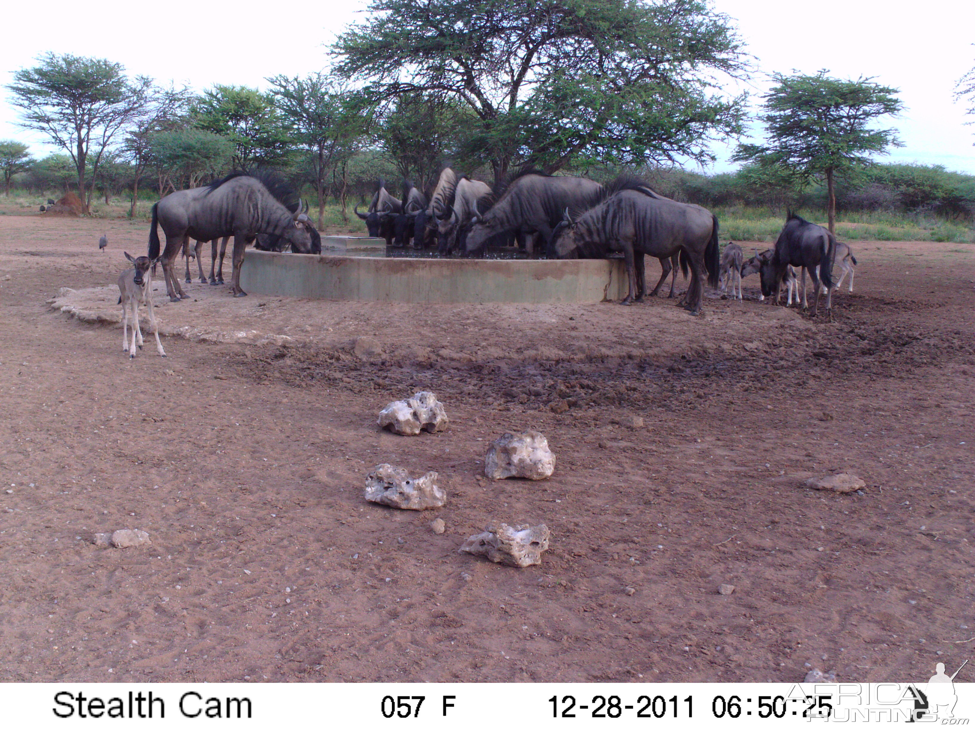 Trail Camera Namibia