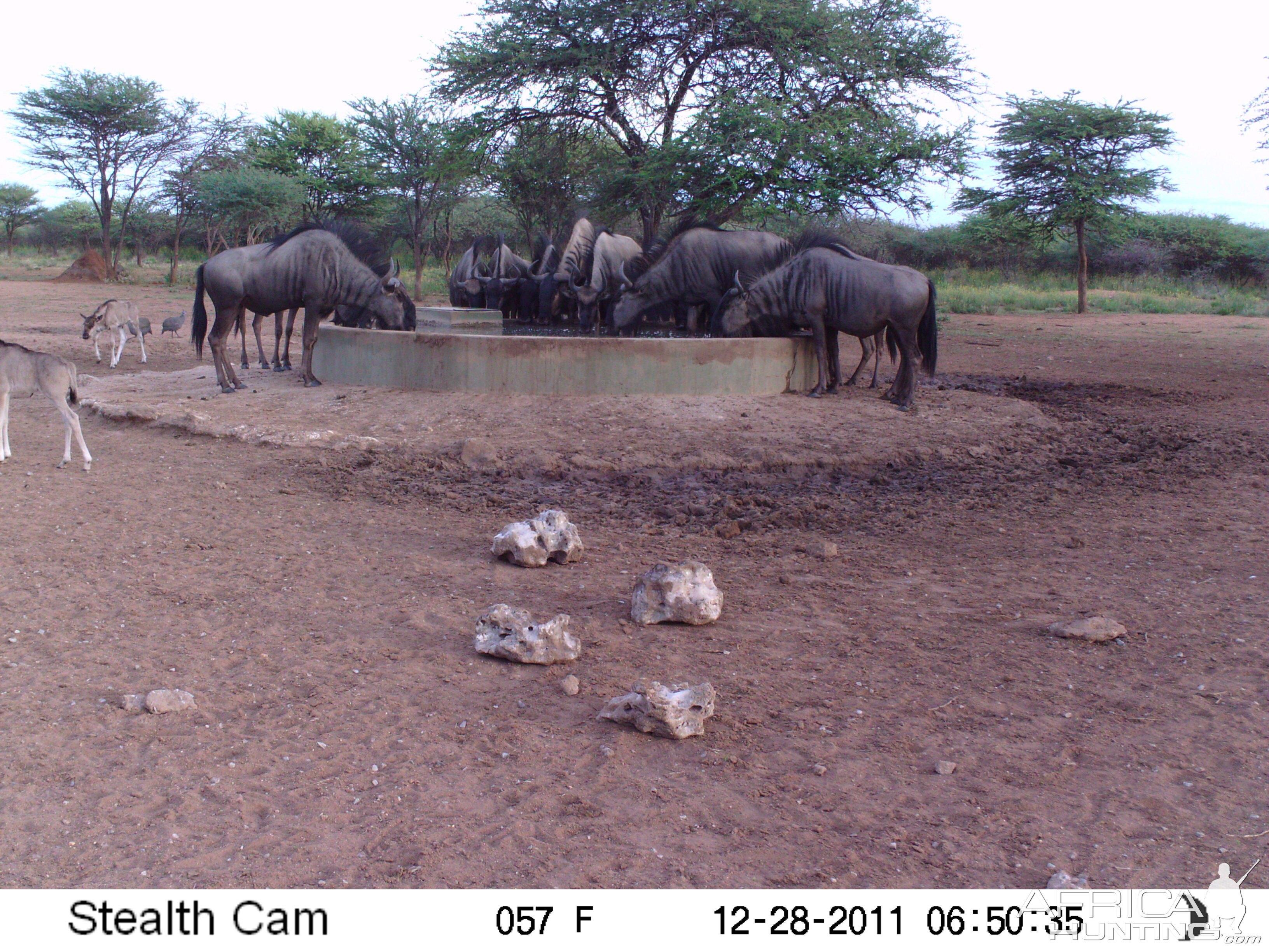 Trail Camera Namibia