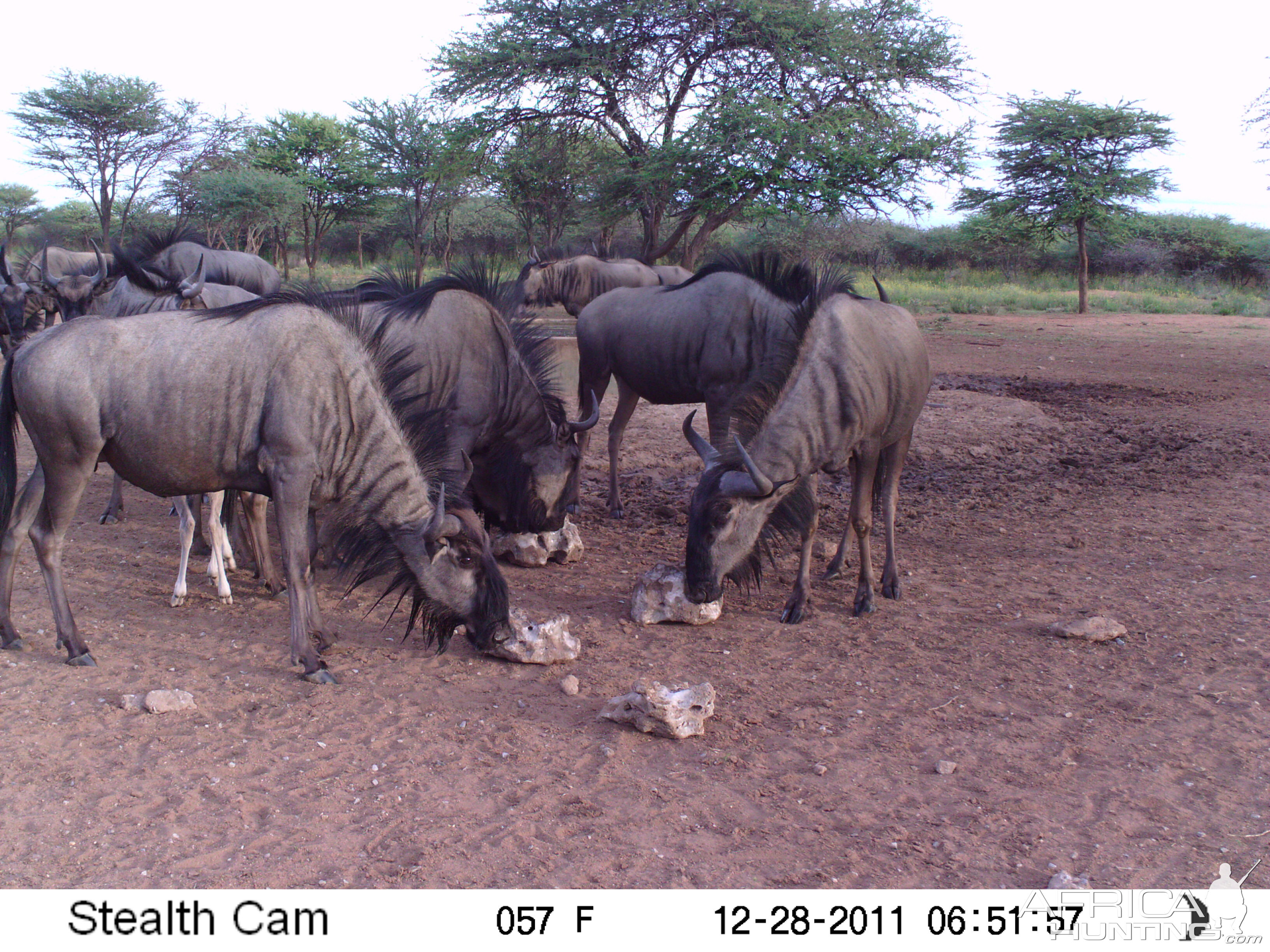 Trail Camera Namibia