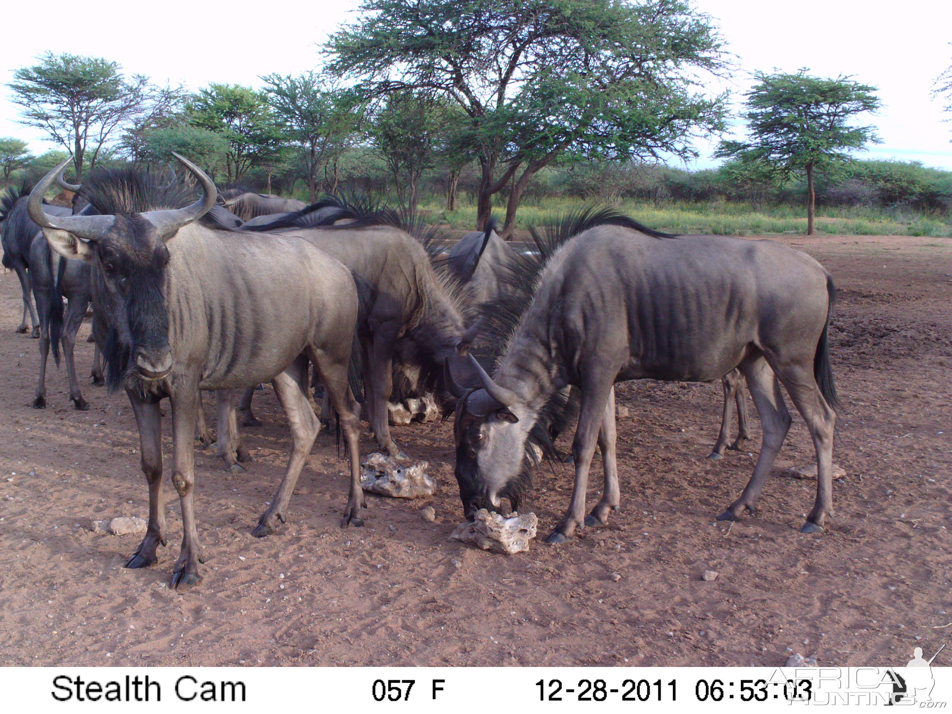 Trail Camera Namibia