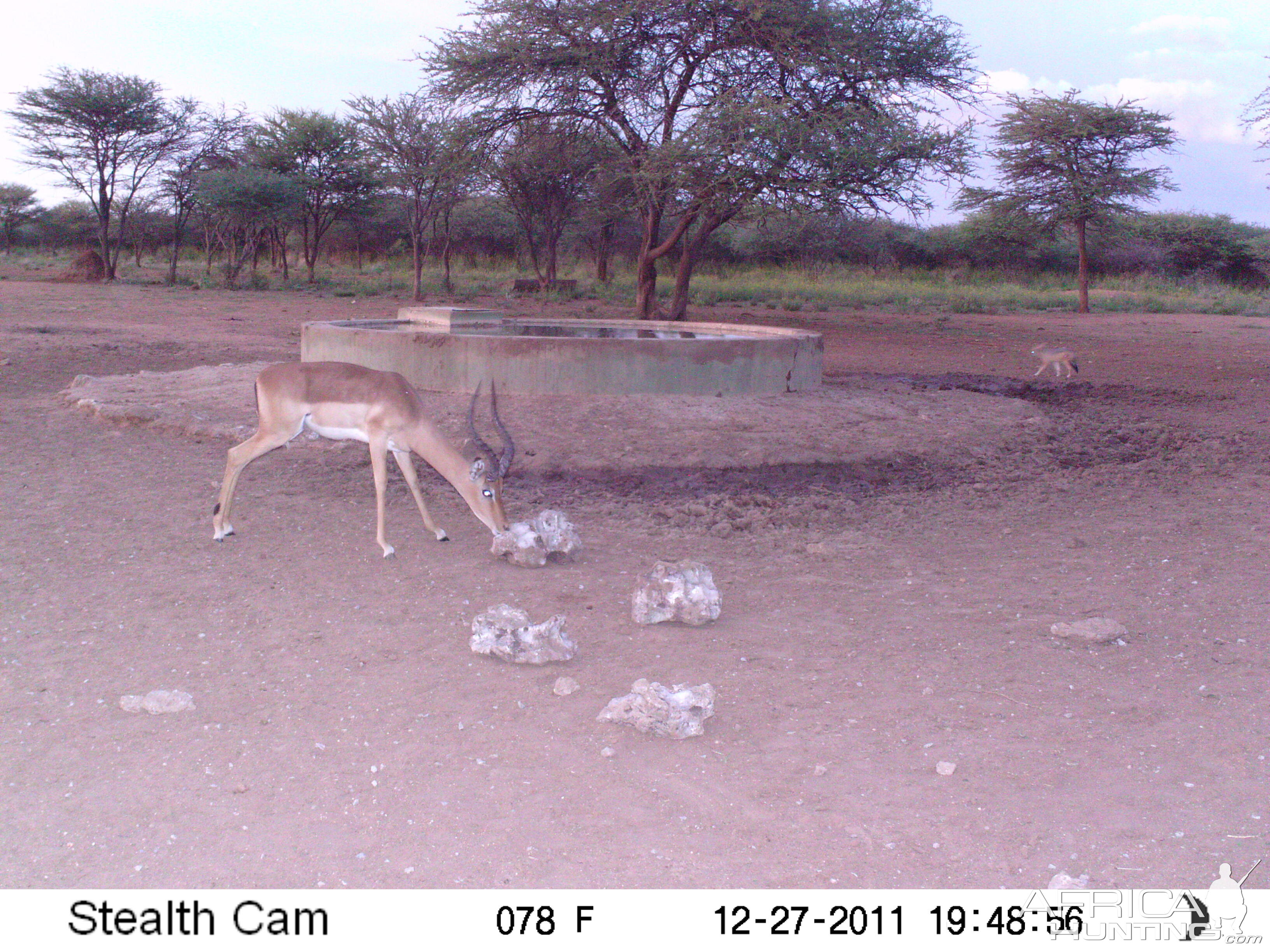 Trail Camera Namibia