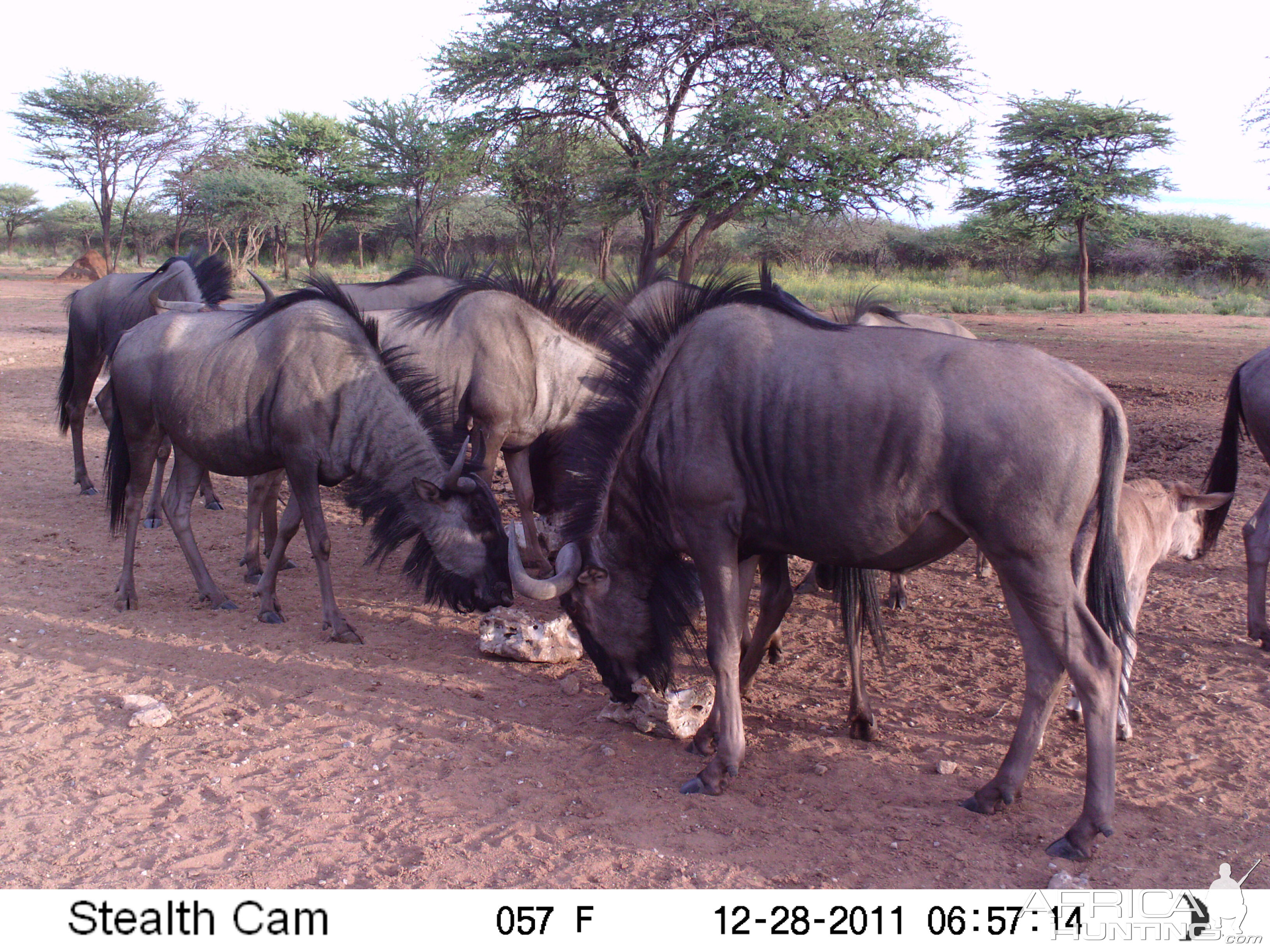 Trail Camera Namibia