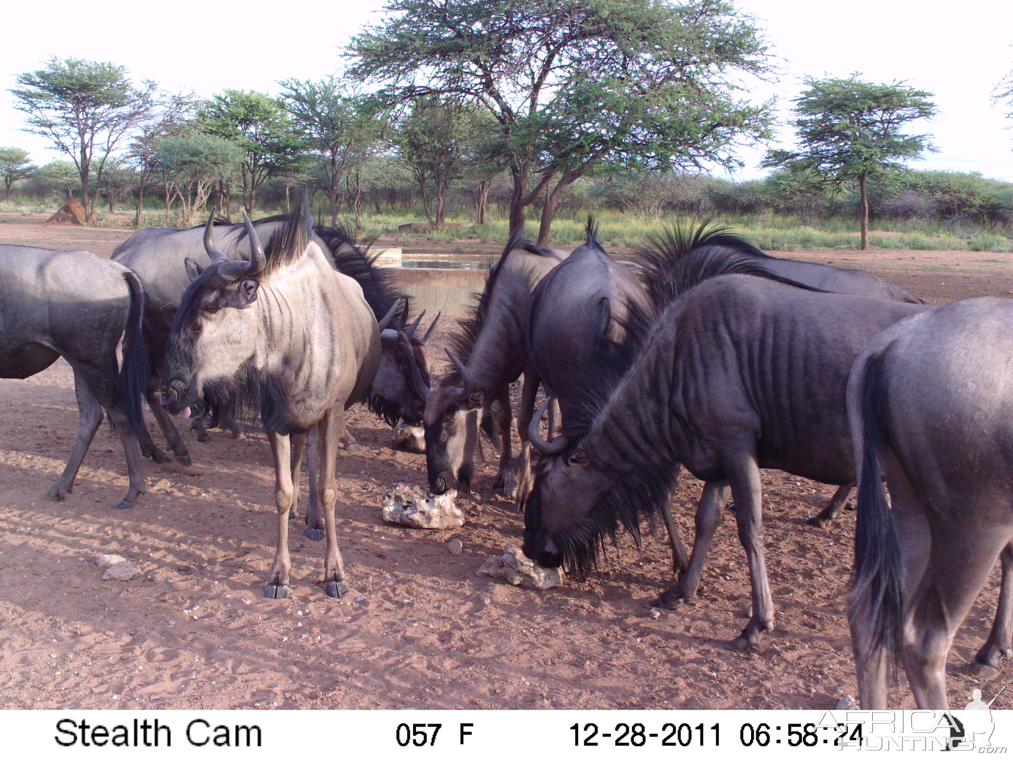 Trail Camera Namibia