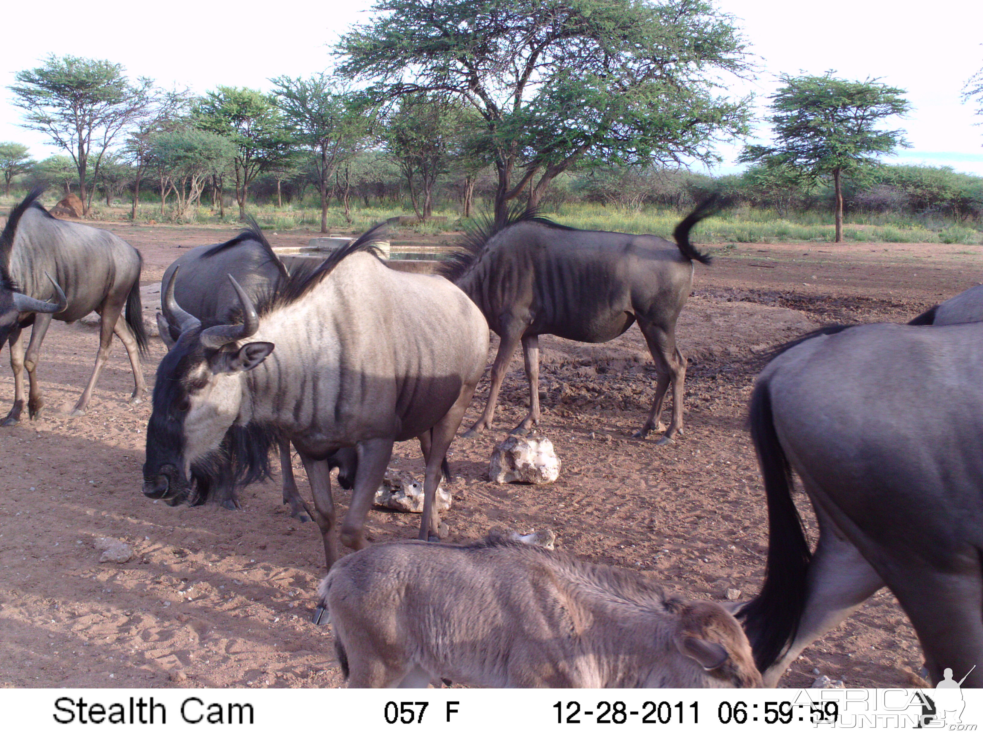 Trail Camera Namibia