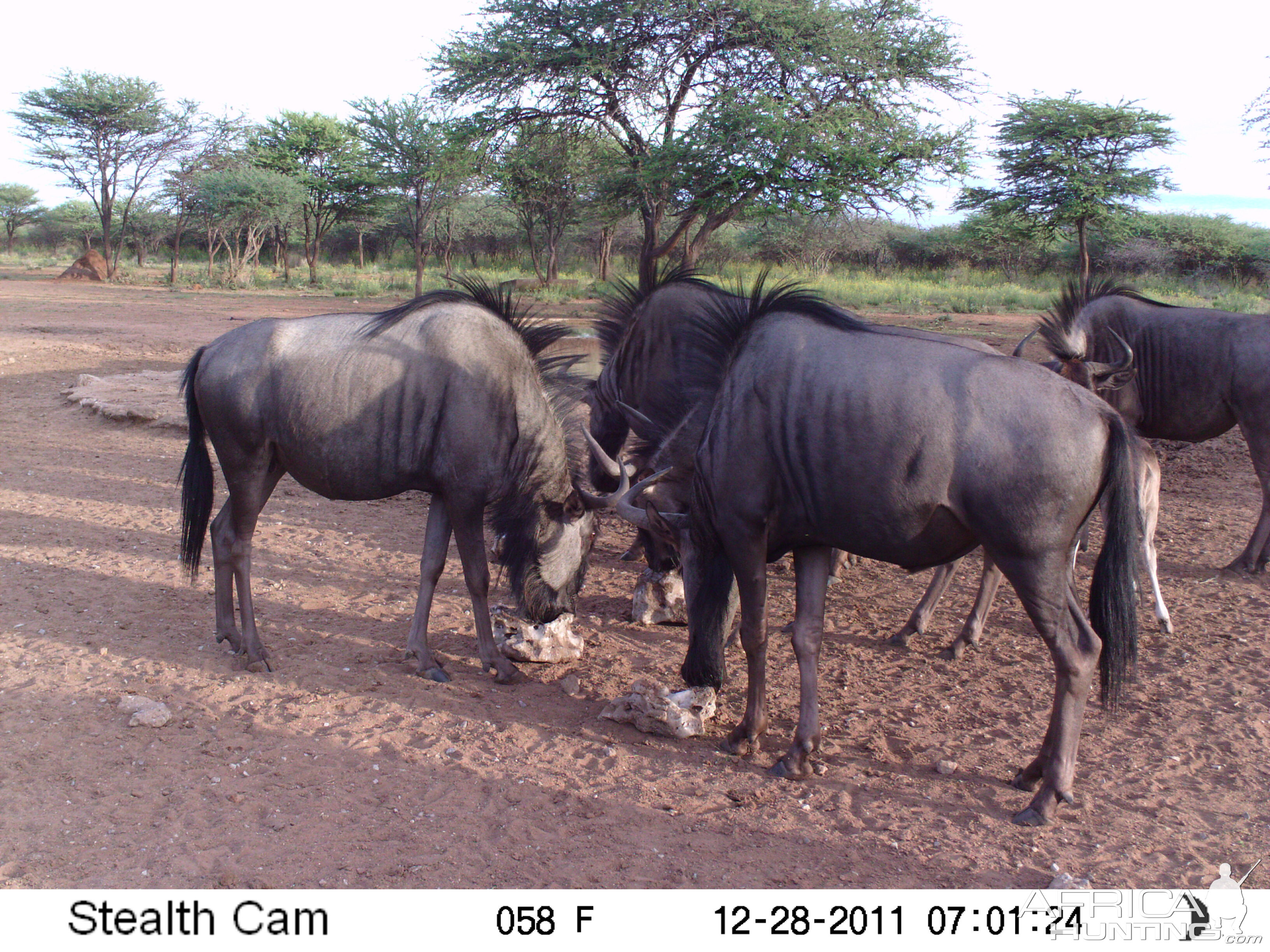 Trail Camera Namibia