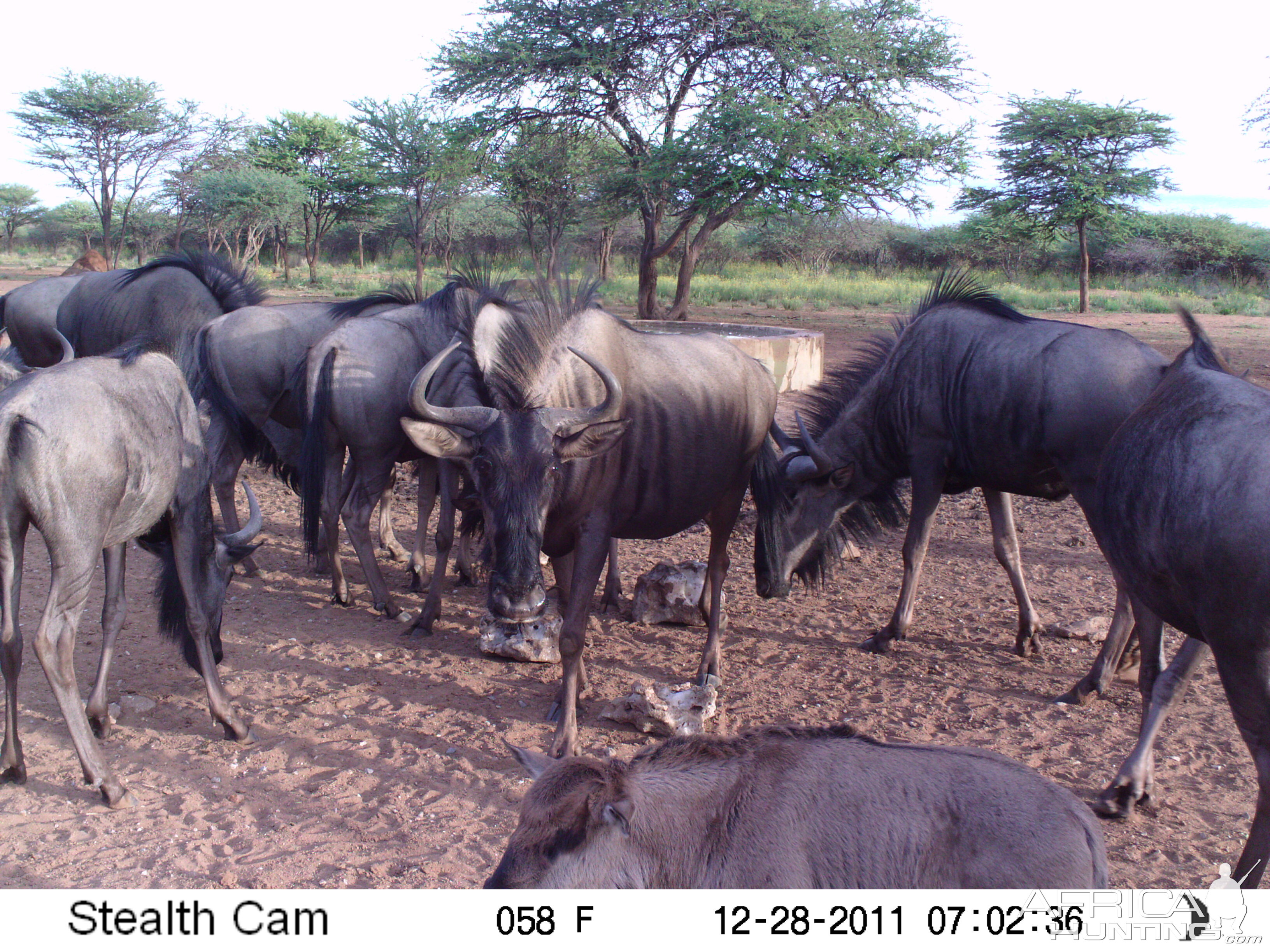 Trail Camera Namibia