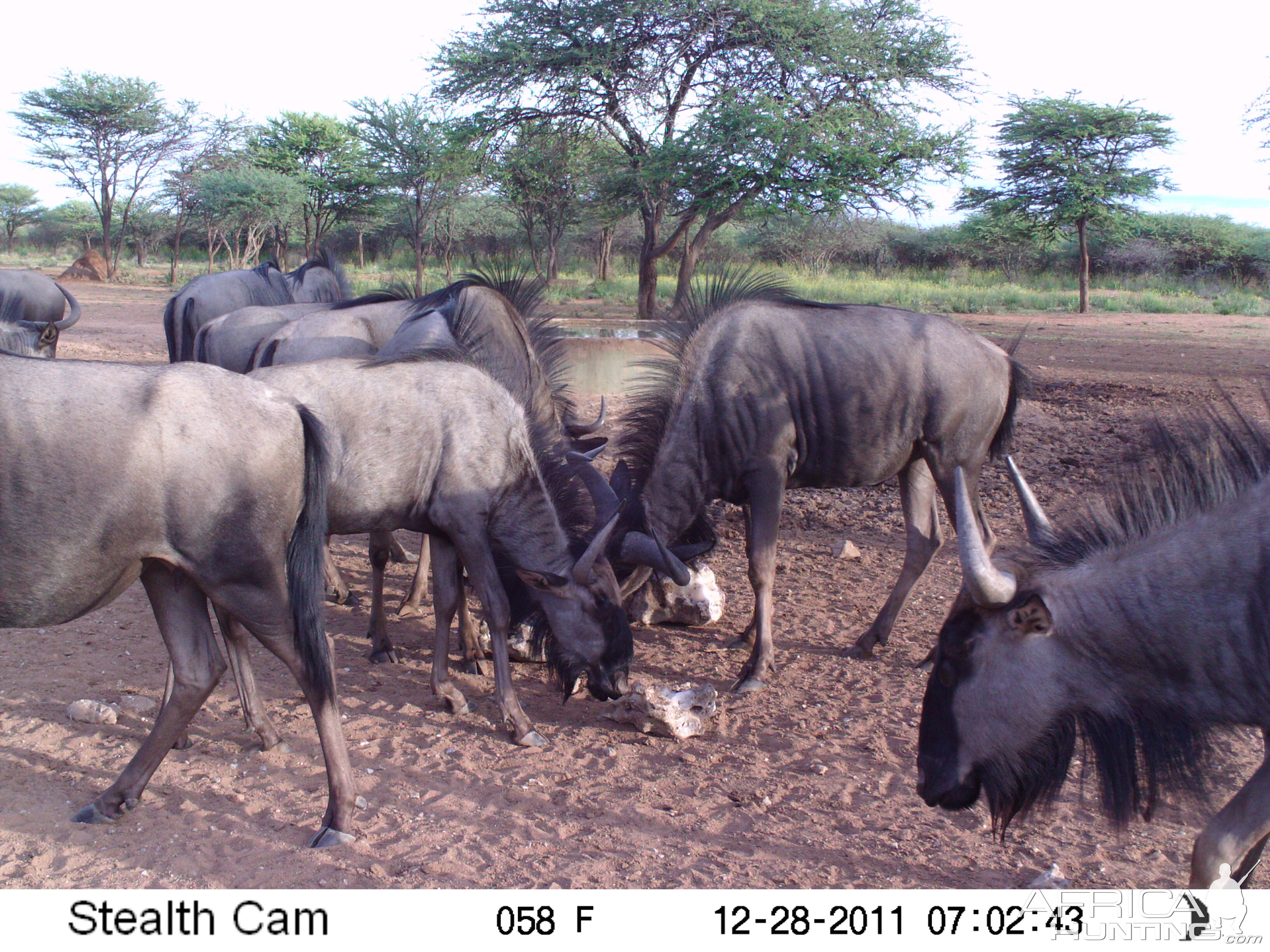 Trail Camera Namibia