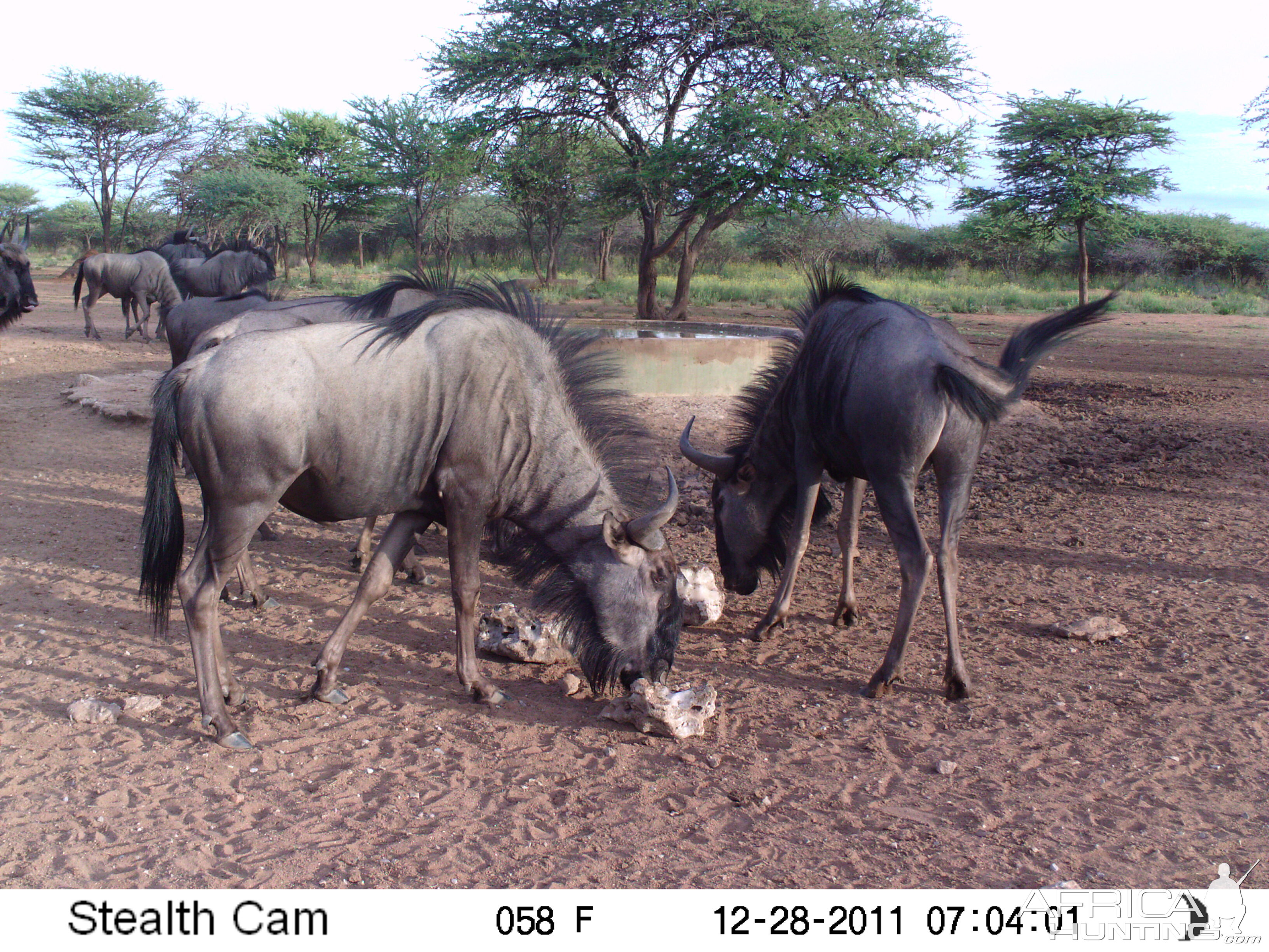 Trail Camera Namibia