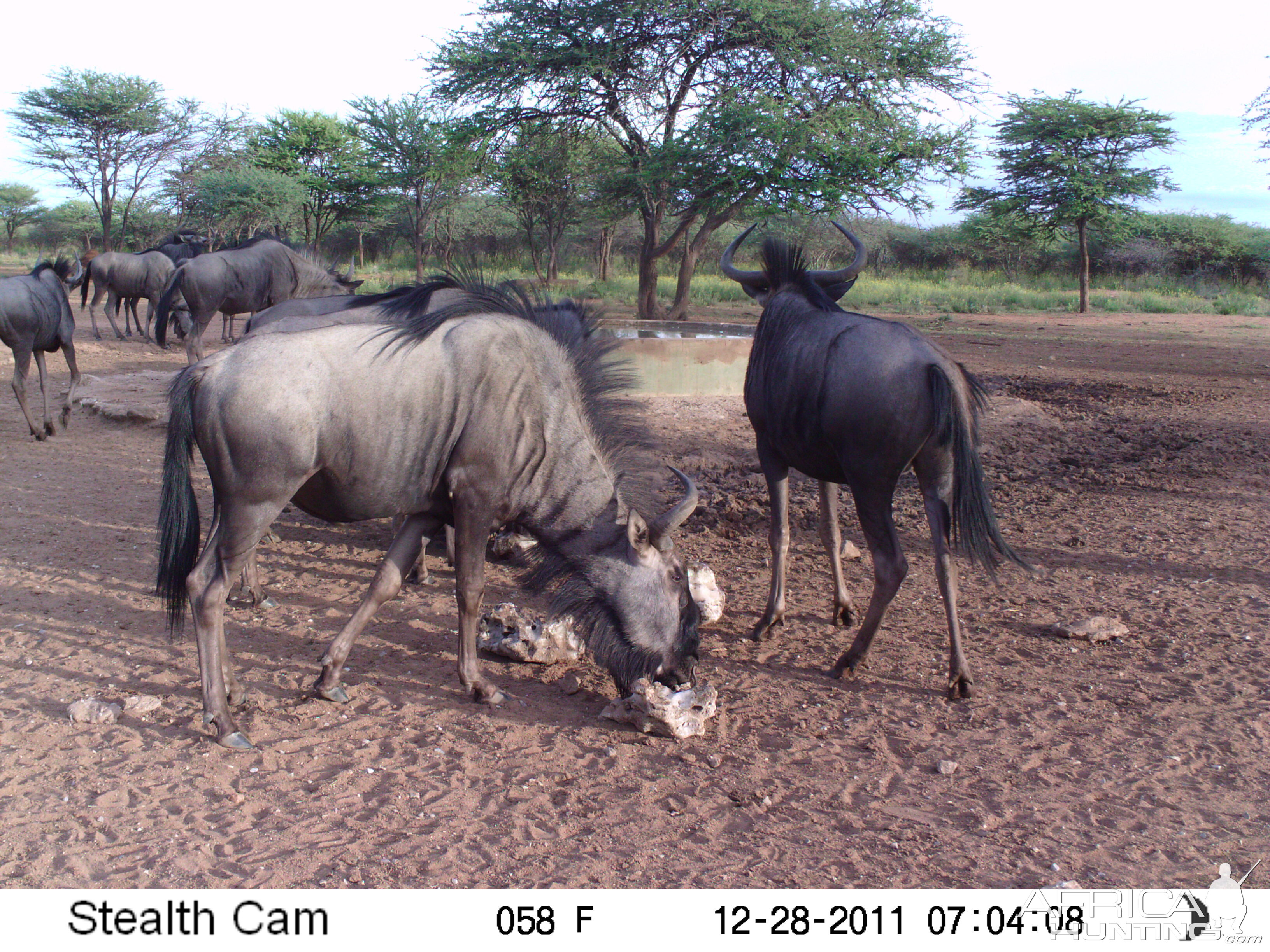 Trail Camera Namibia