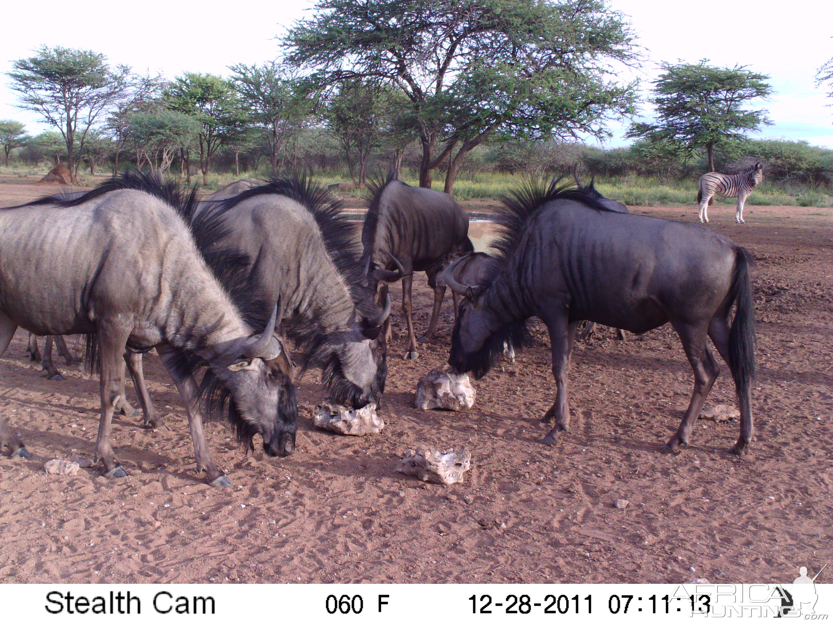 Trail Camera Namibia