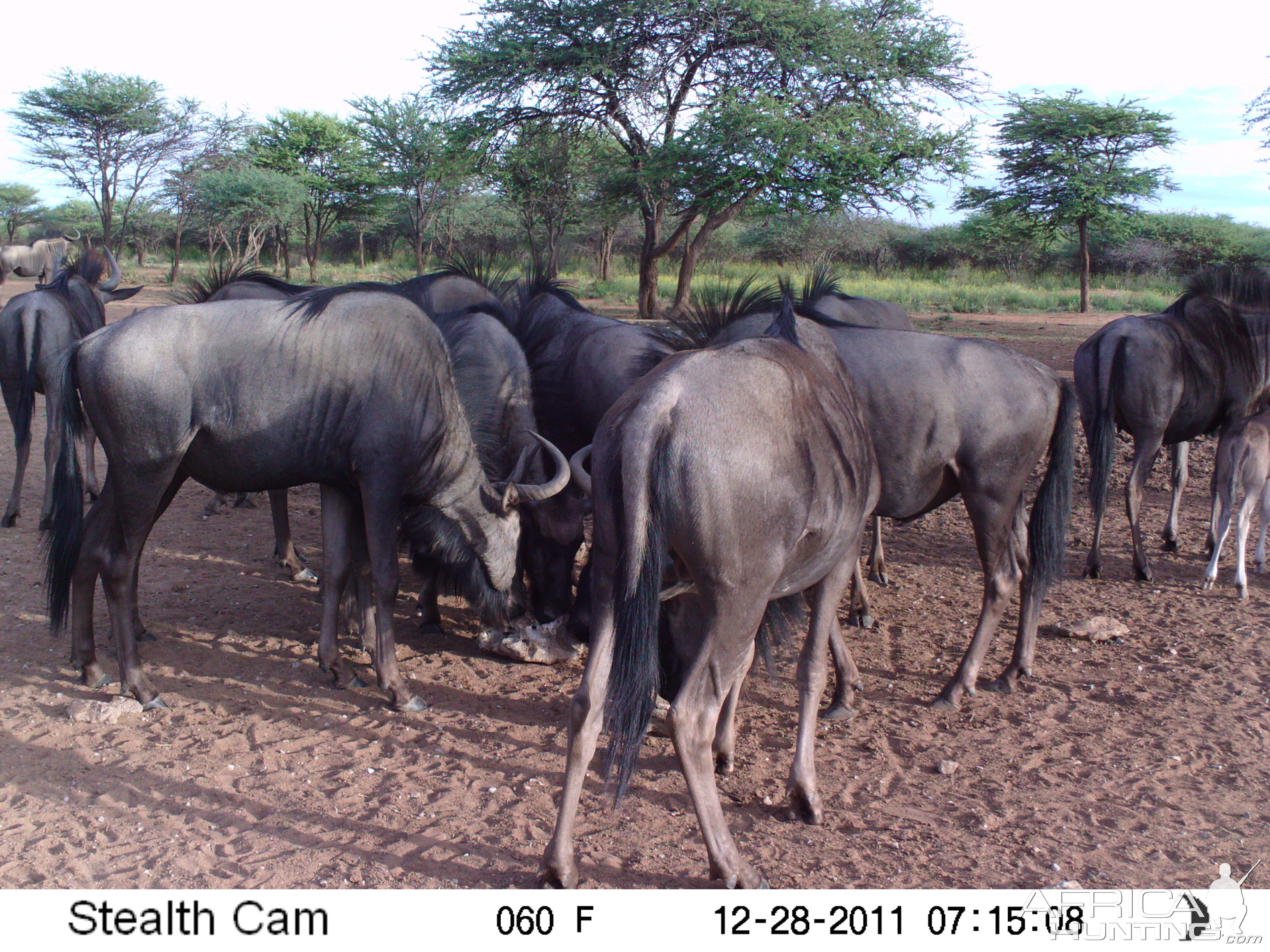 Trail Camera Namibia