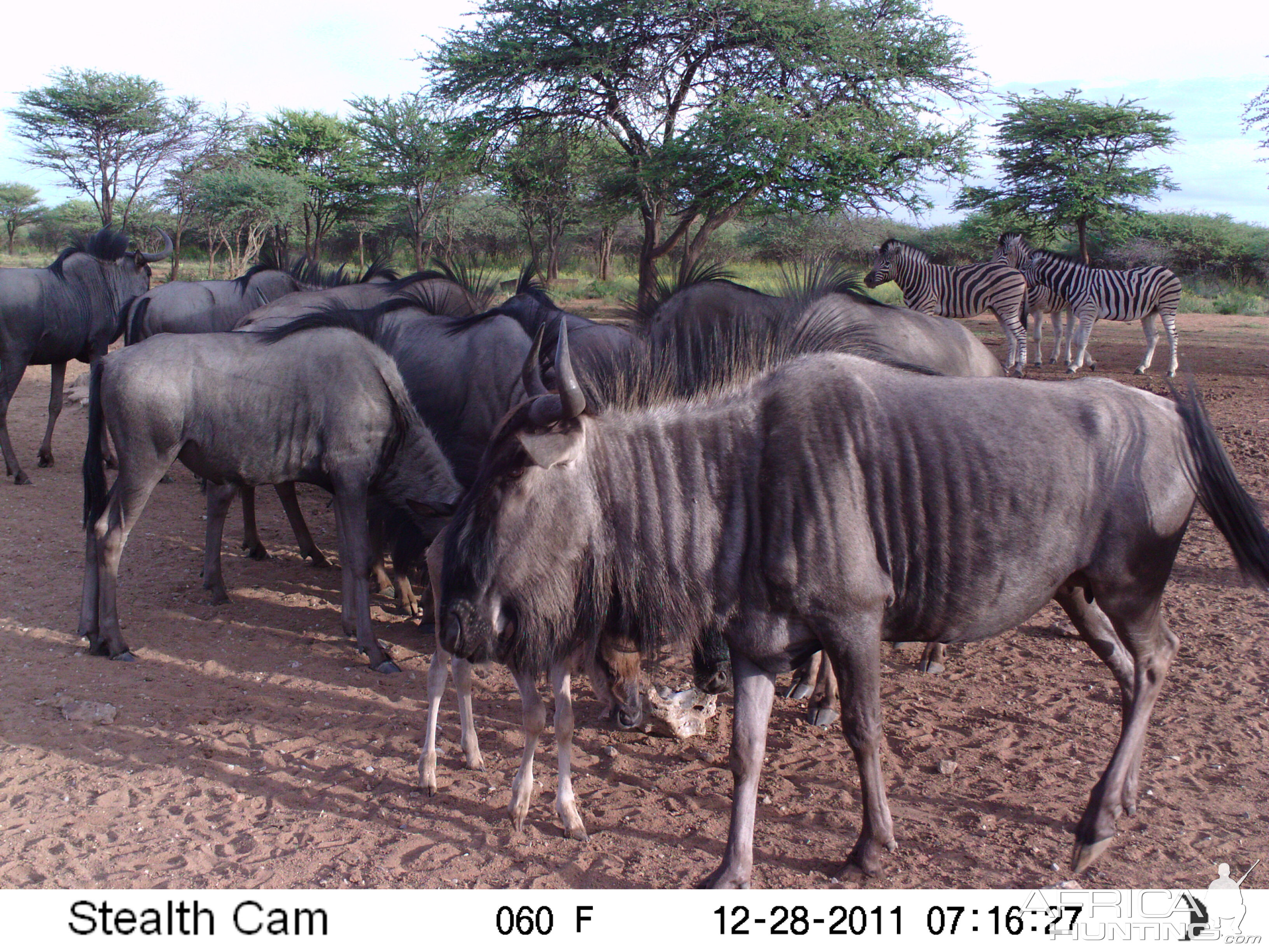 Trail Camera Namibia