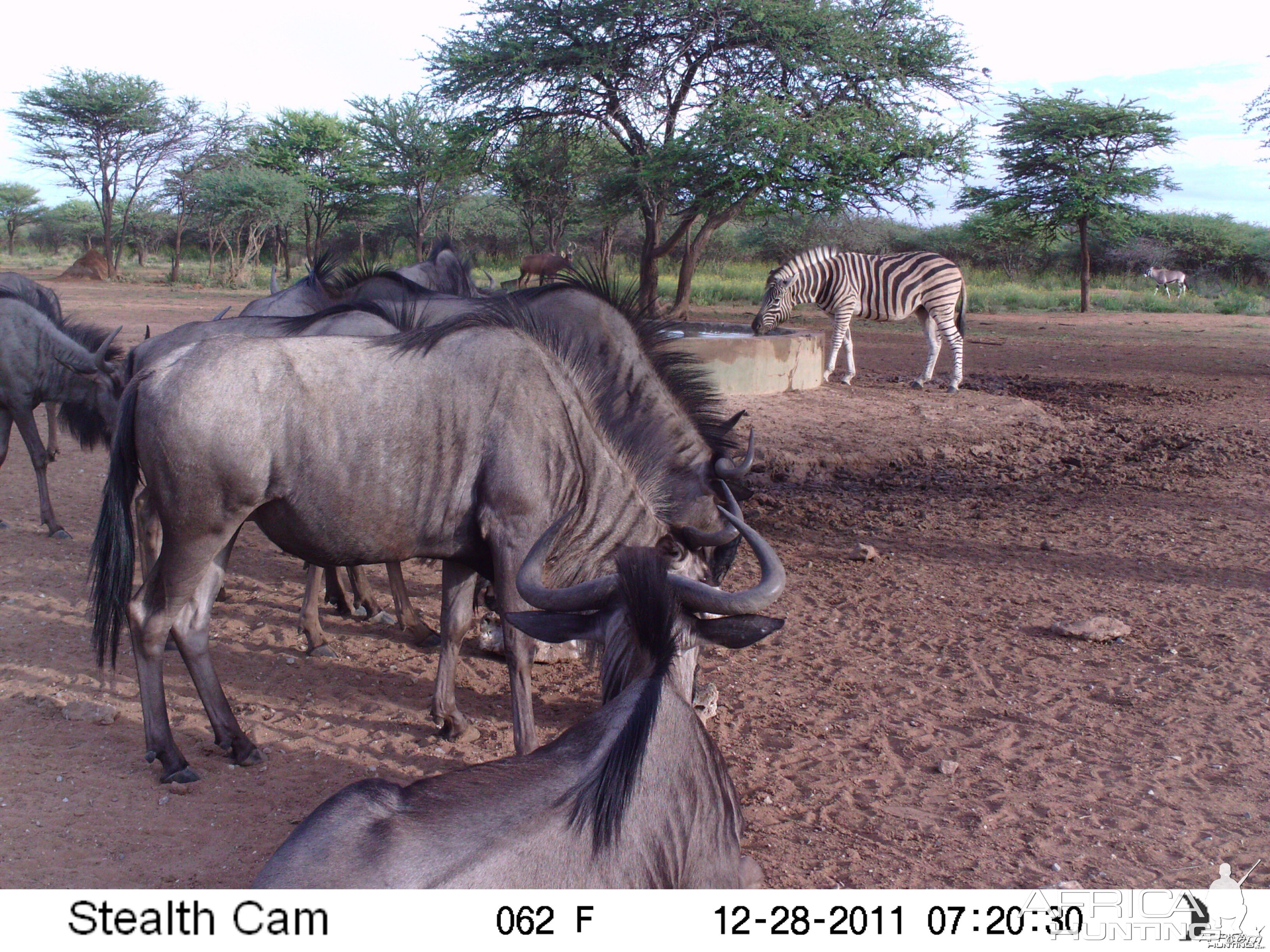 Trail Camera Namibia