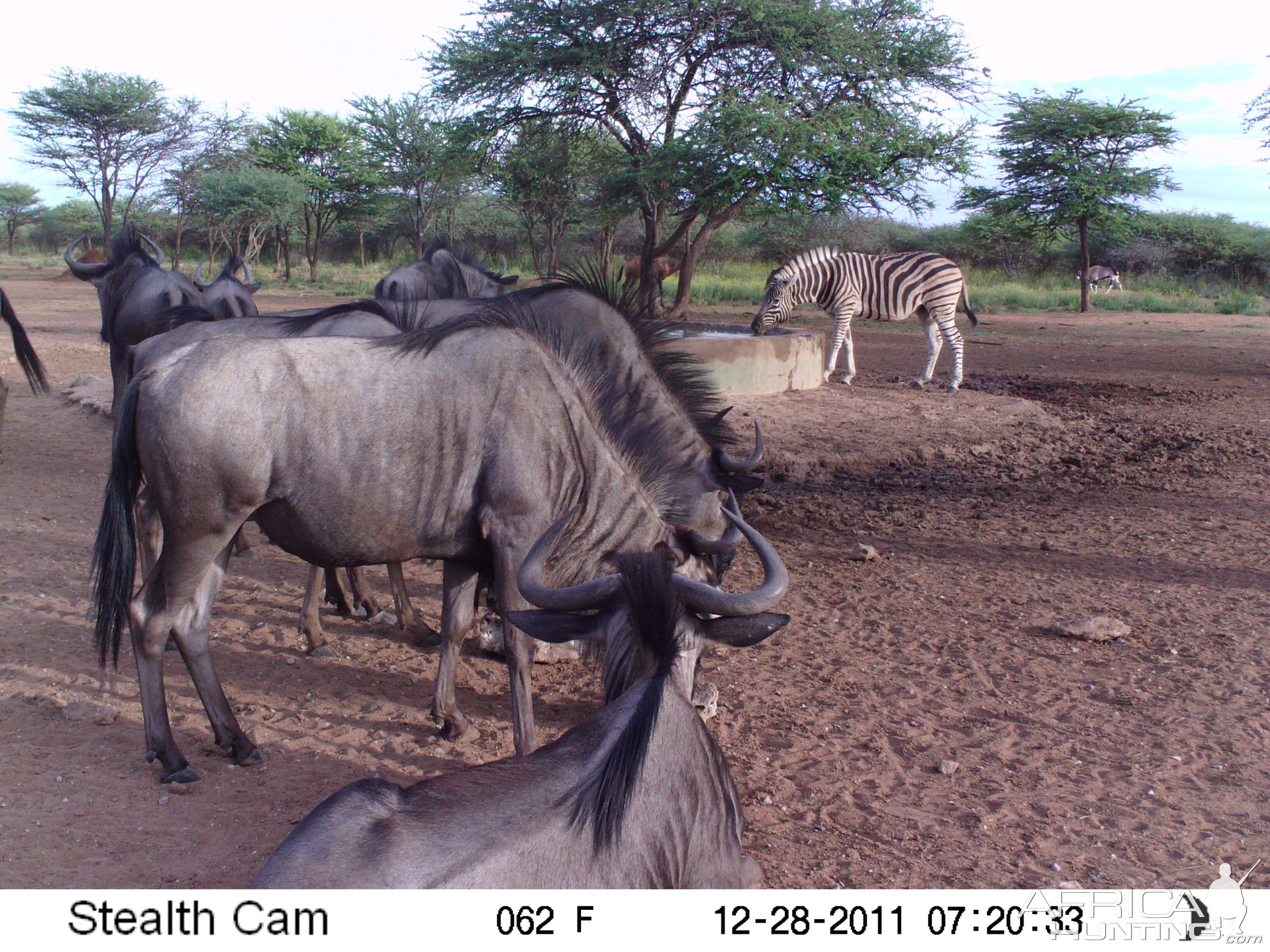 Trail Camera Namibia