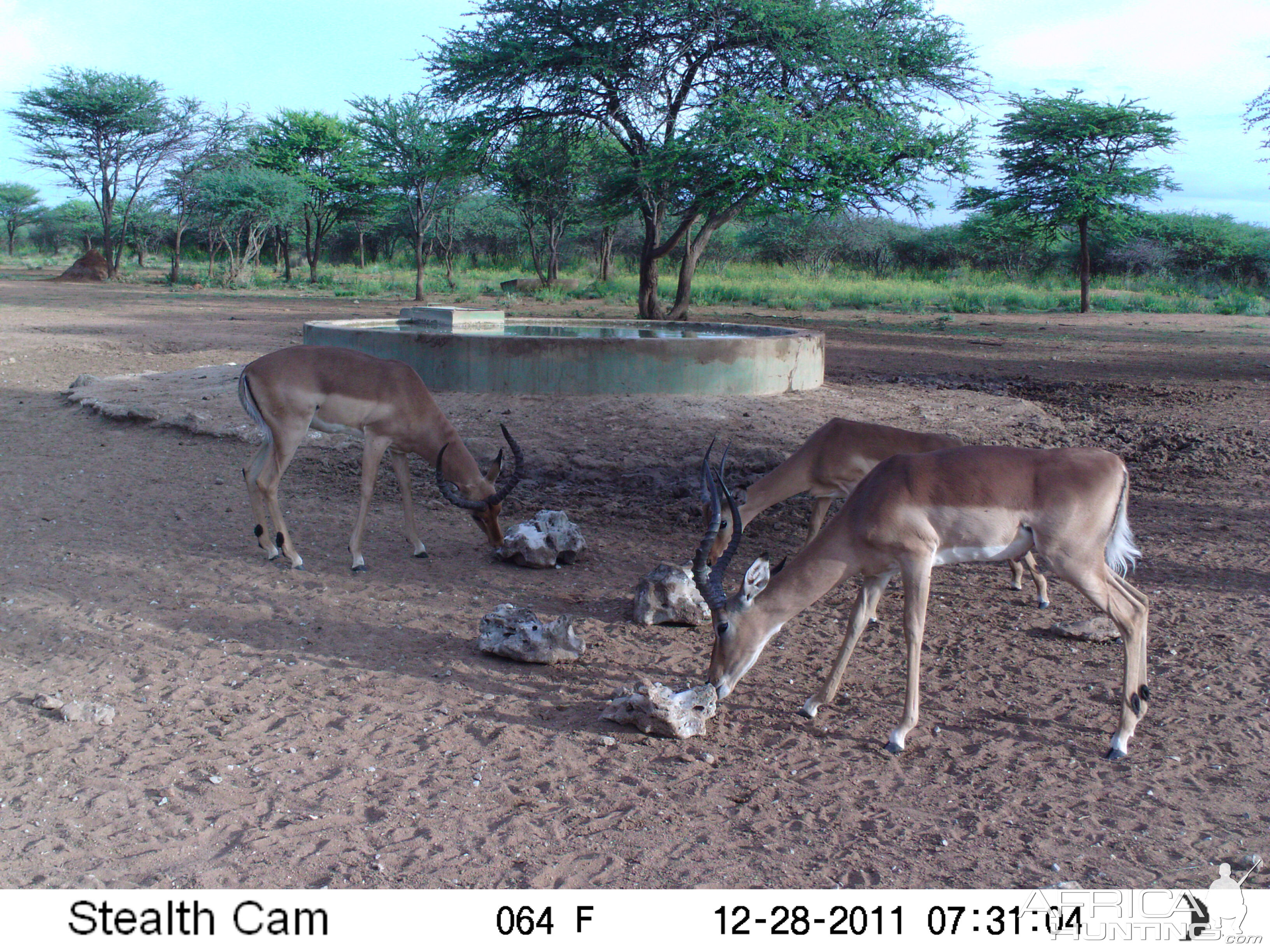 Trail Camera Namibia