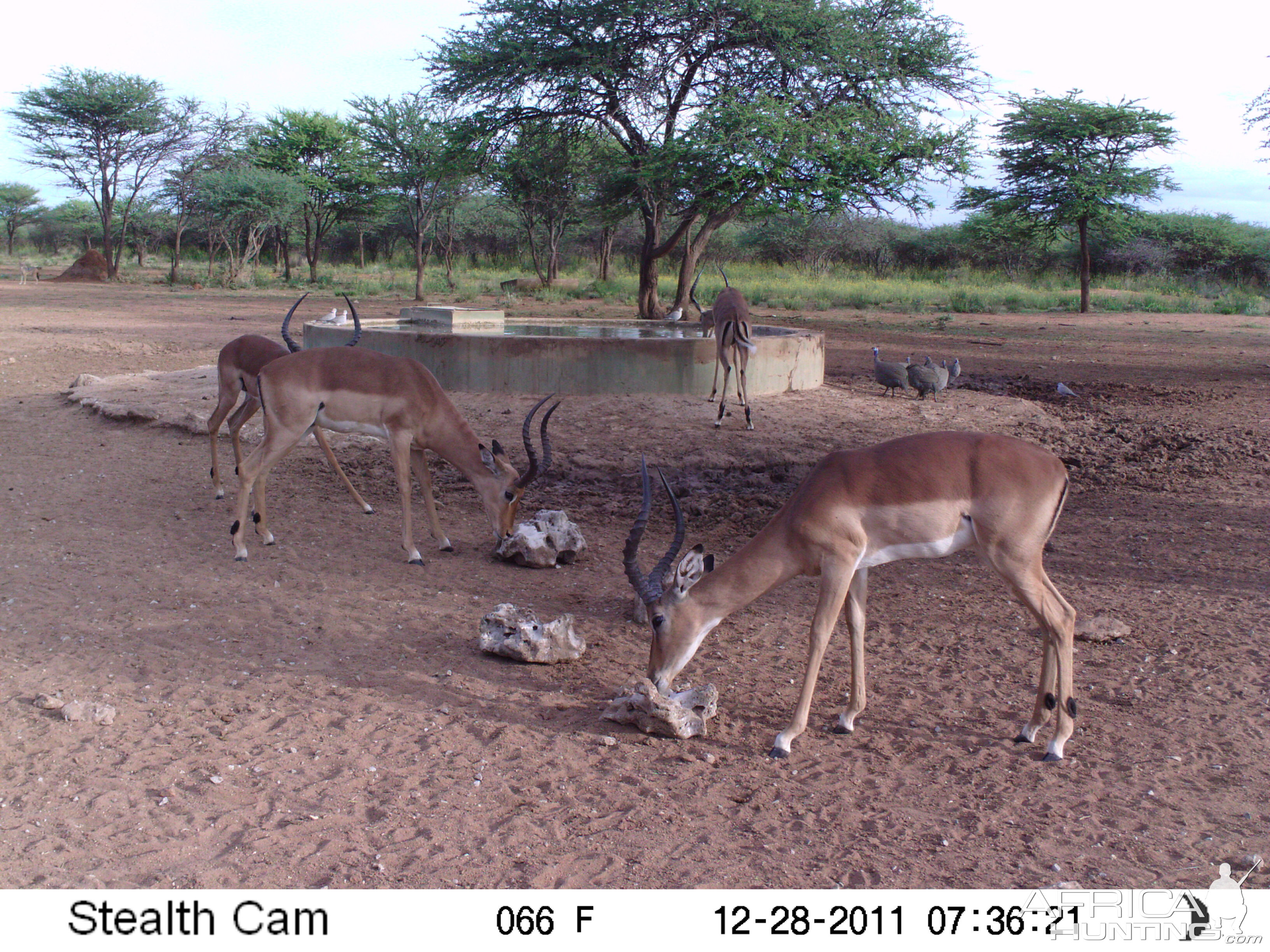 Trail Camera Namibia