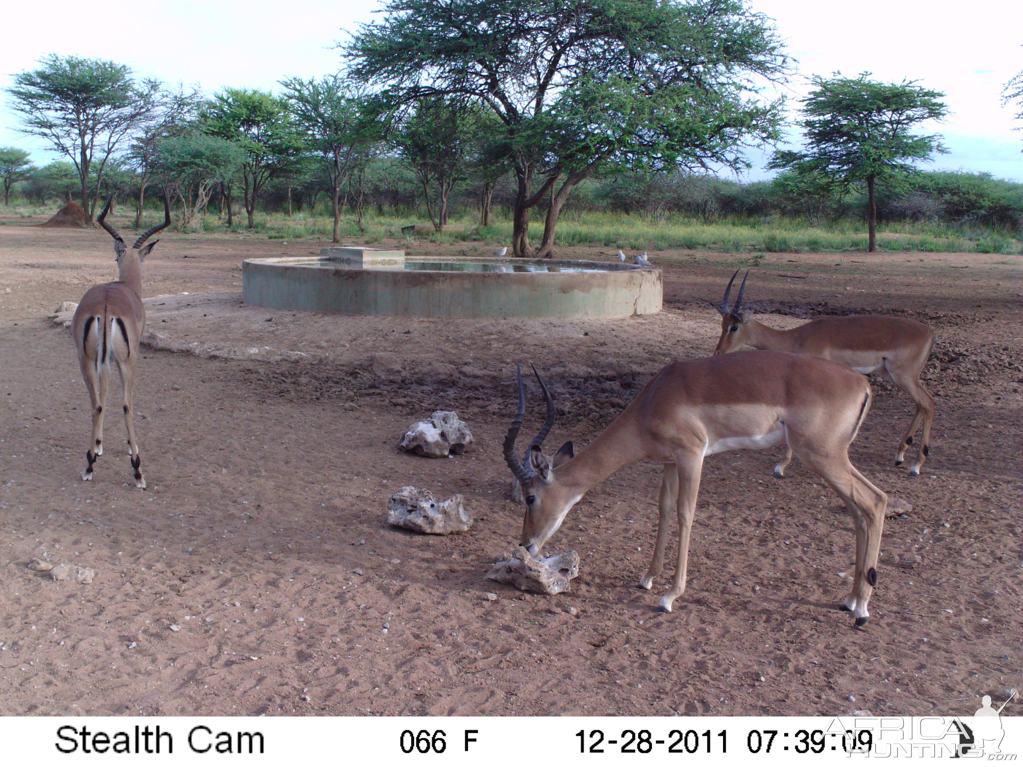 Trail Camera Namibia