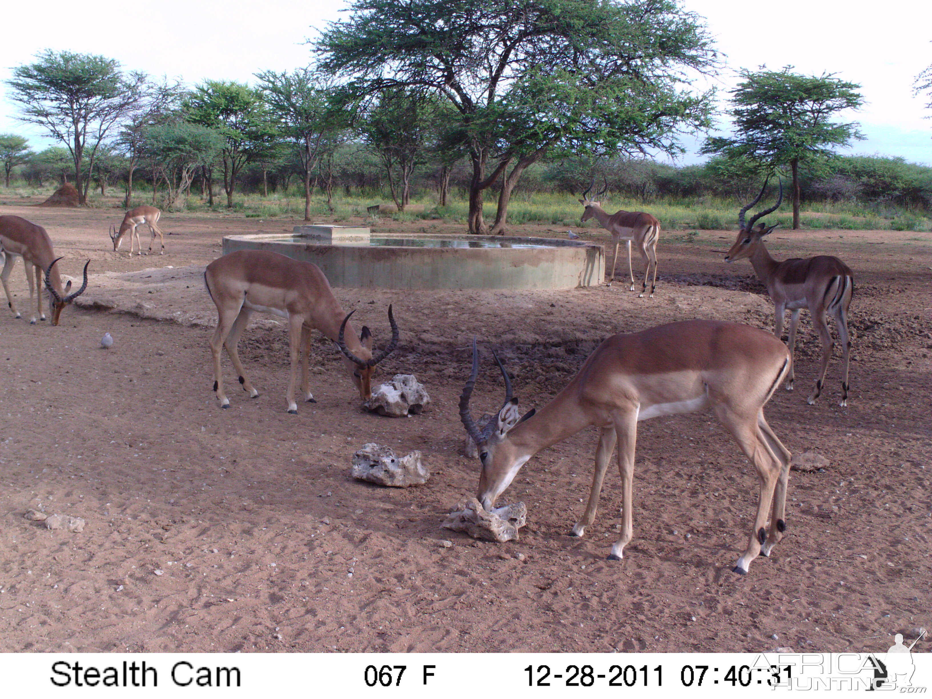 Trail Camera Namibia