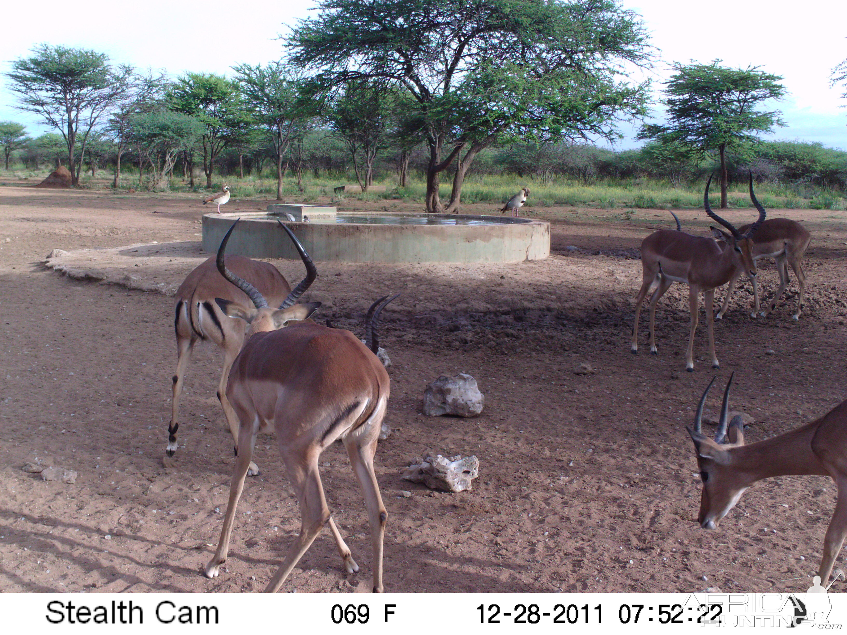 Trail Camera Namibia