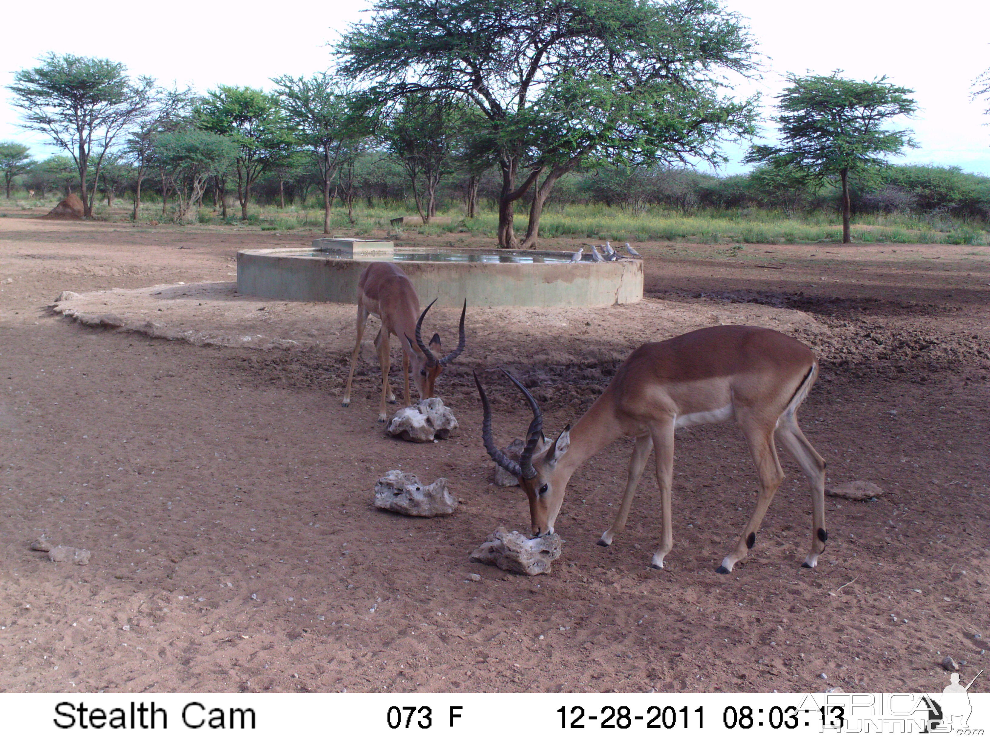 Trail Camera Namibia