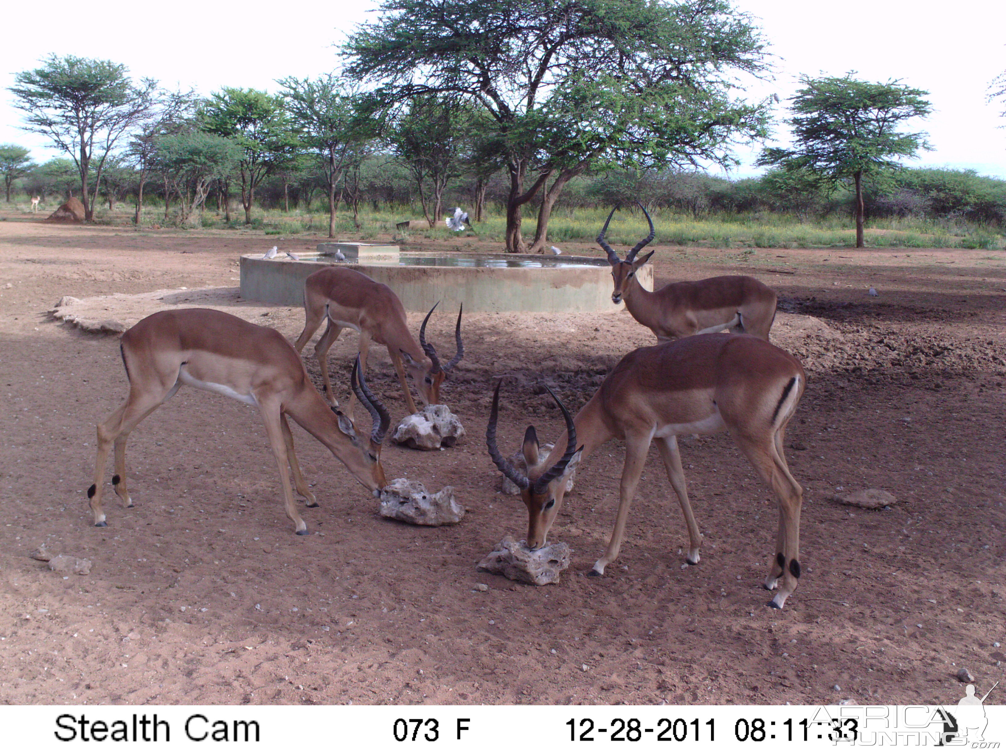 Trail Camera Namibia