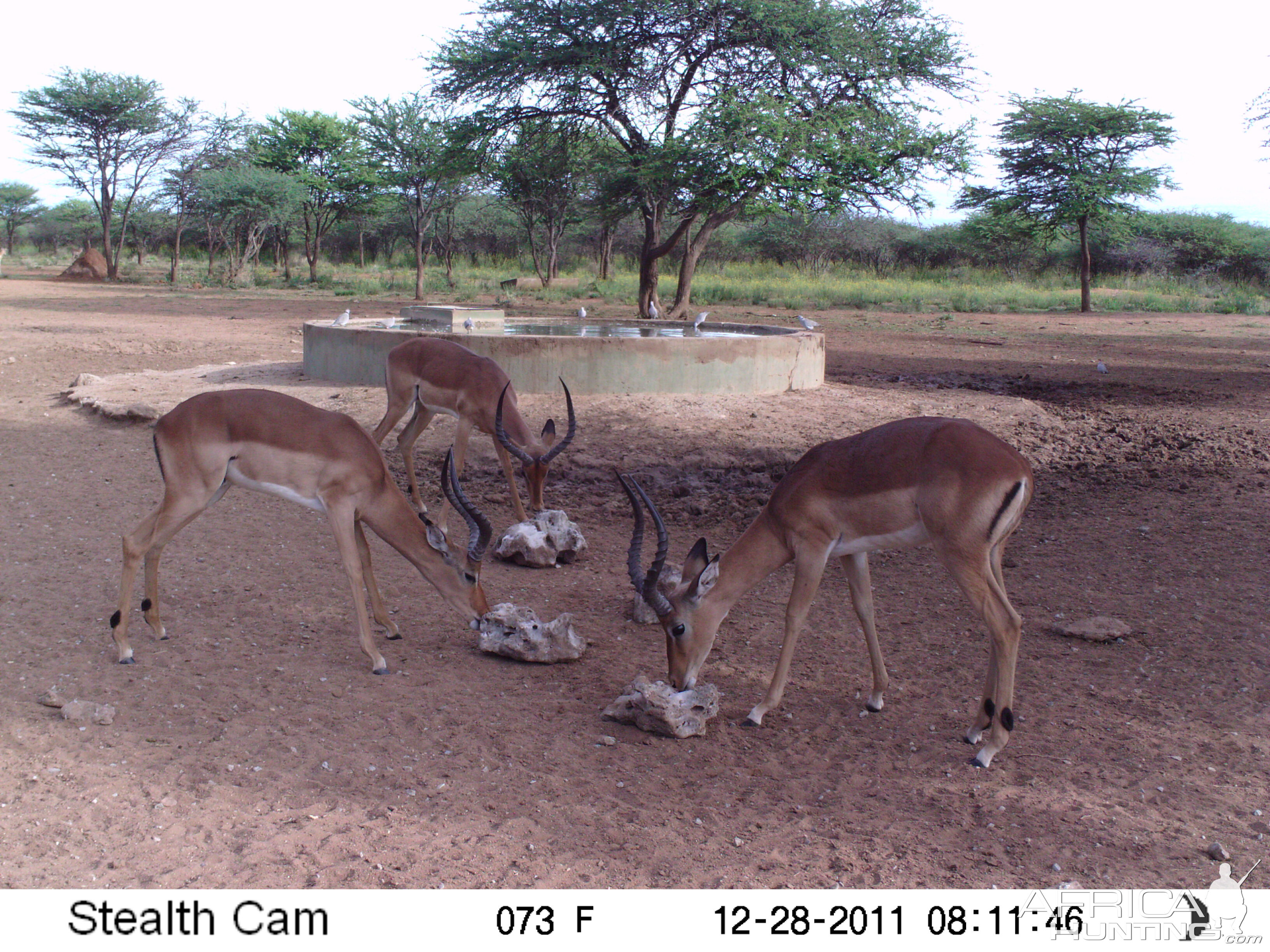 Trail Camera Namibia