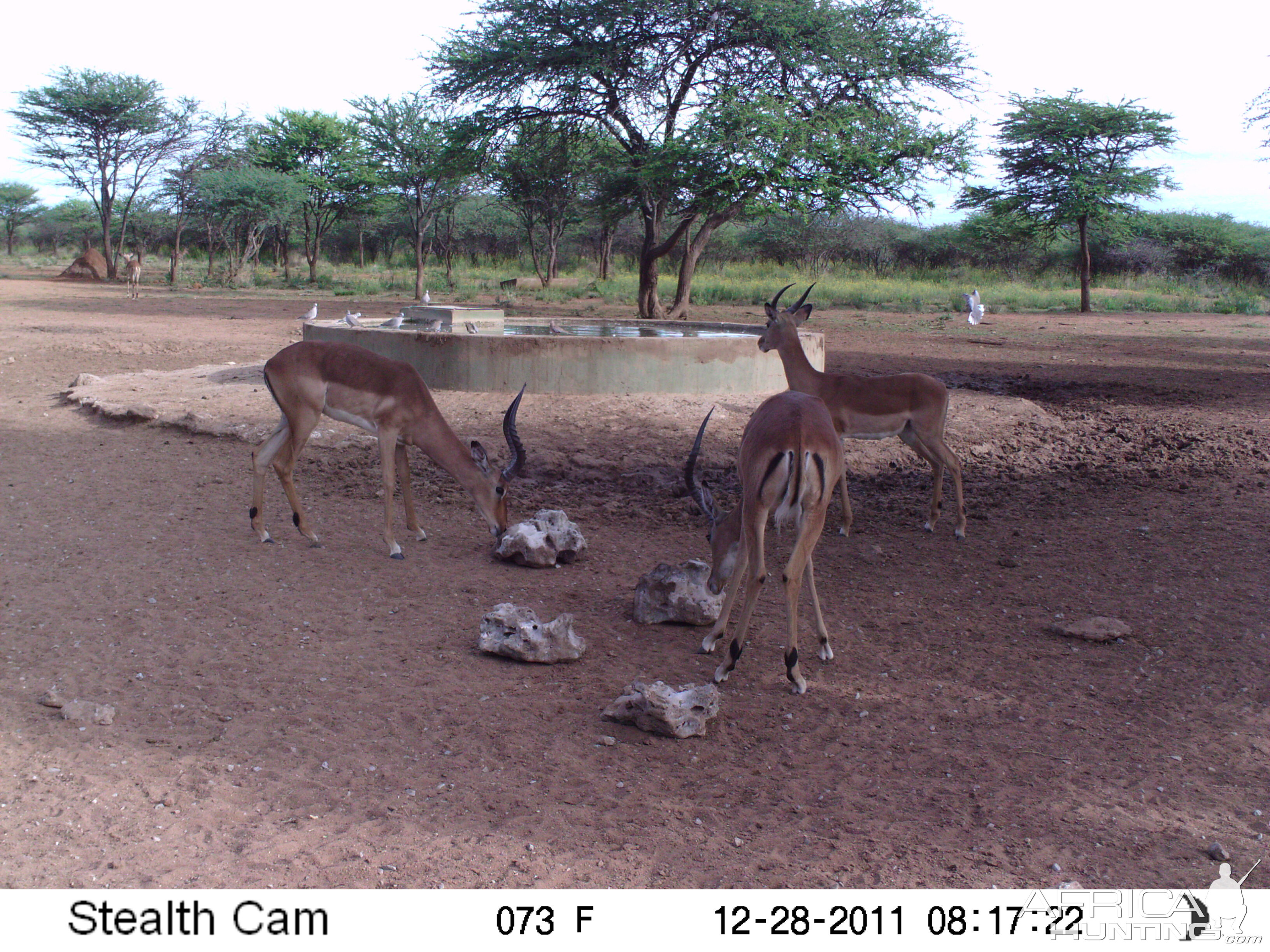 Trail Camera Namibia