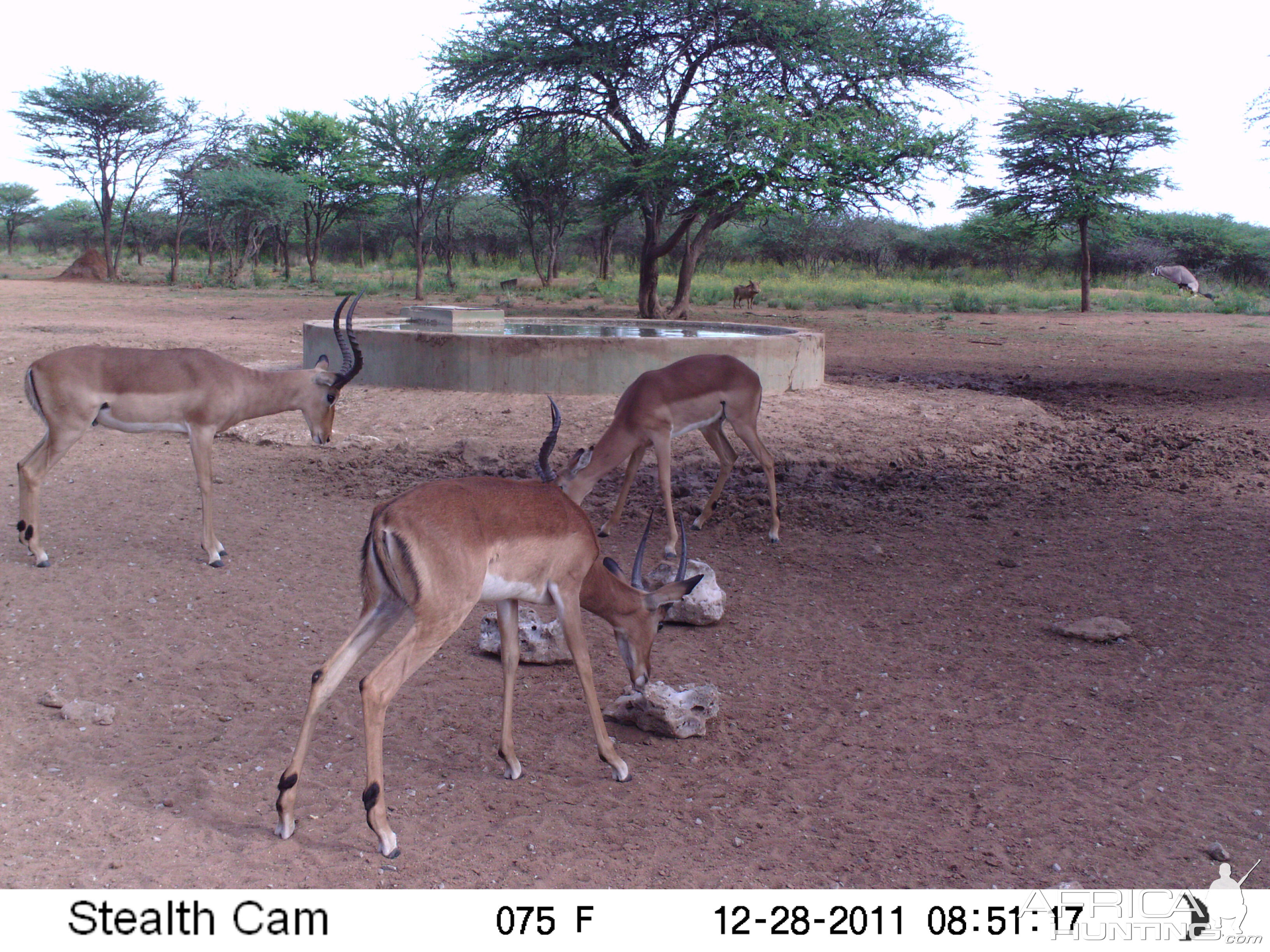 Trail Camera Namibia