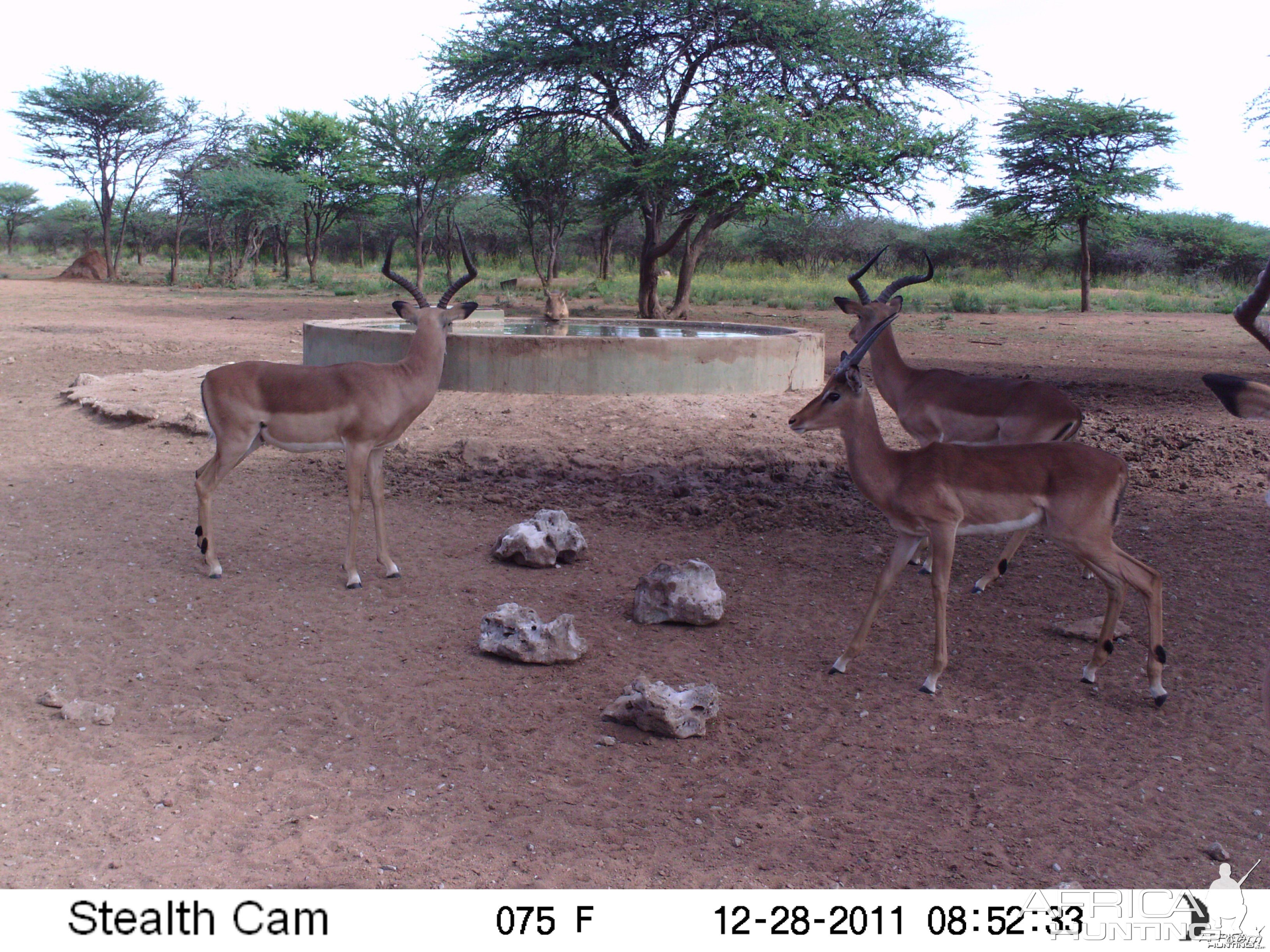 Trail Camera Namibia