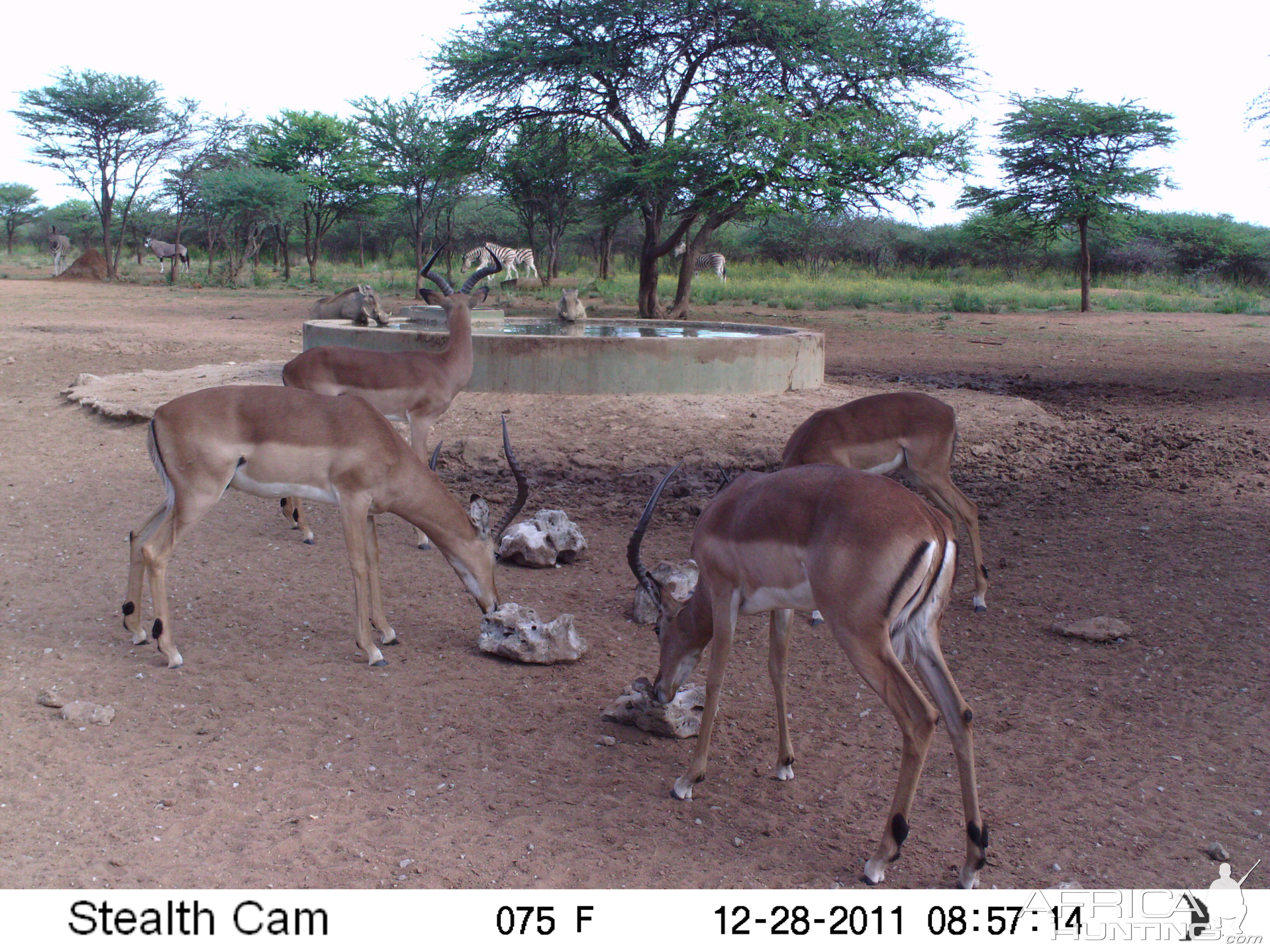 Trail Camera Namibia