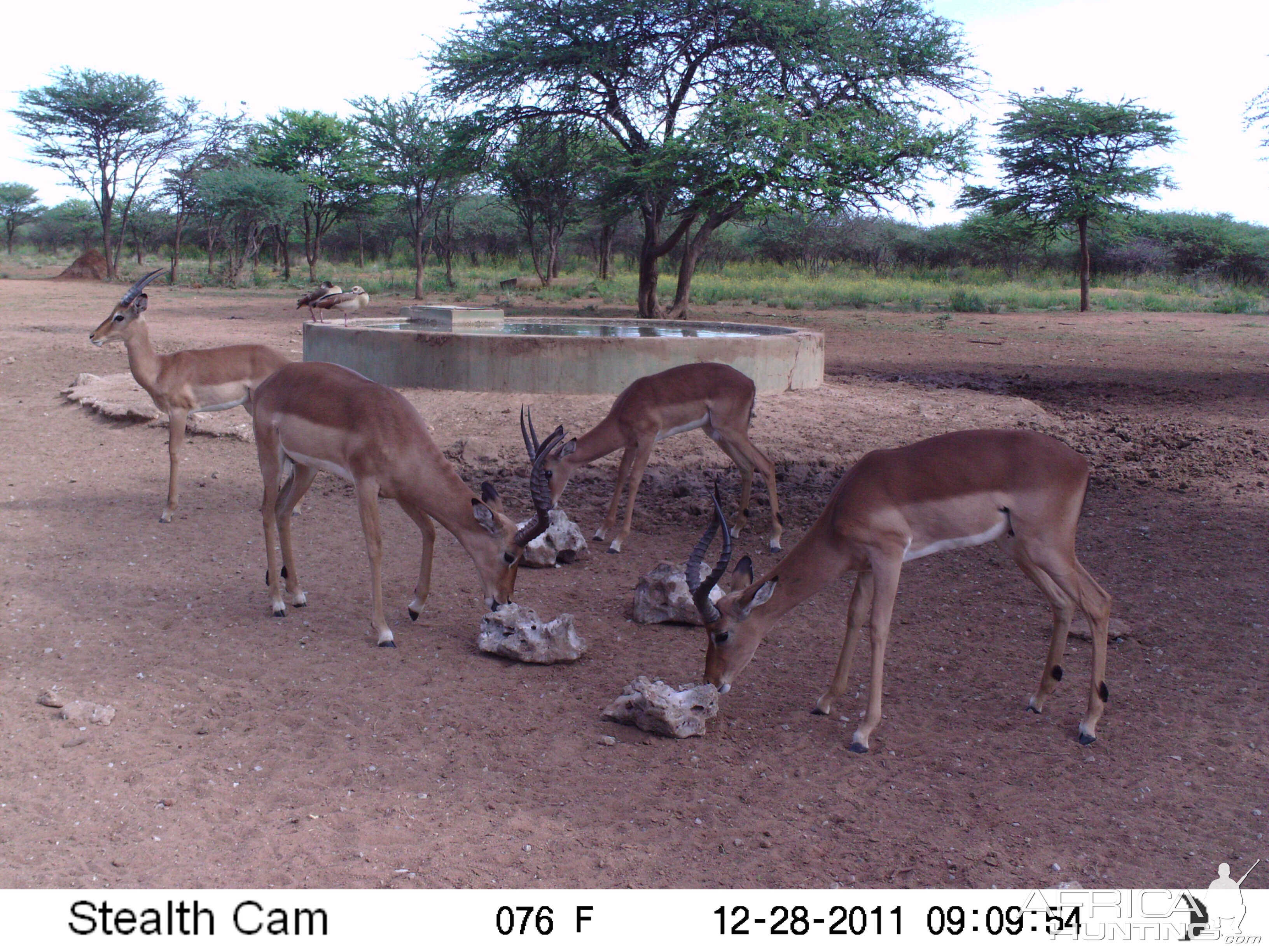 Trail Camera Namibia