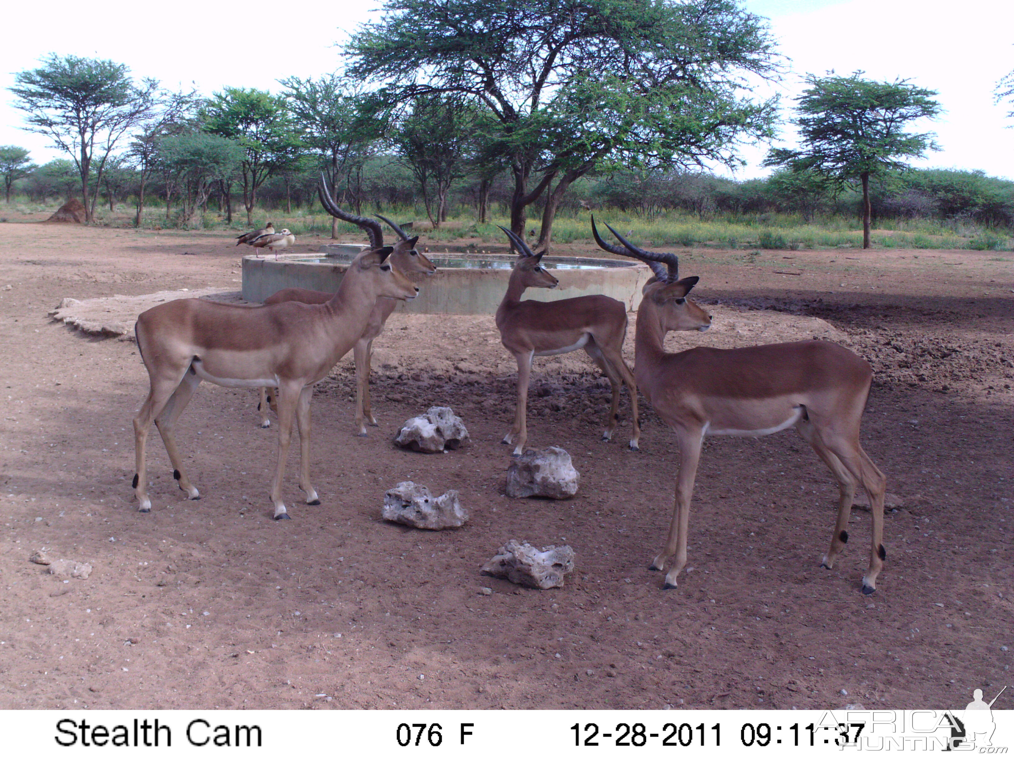 Trail Camera Namibia