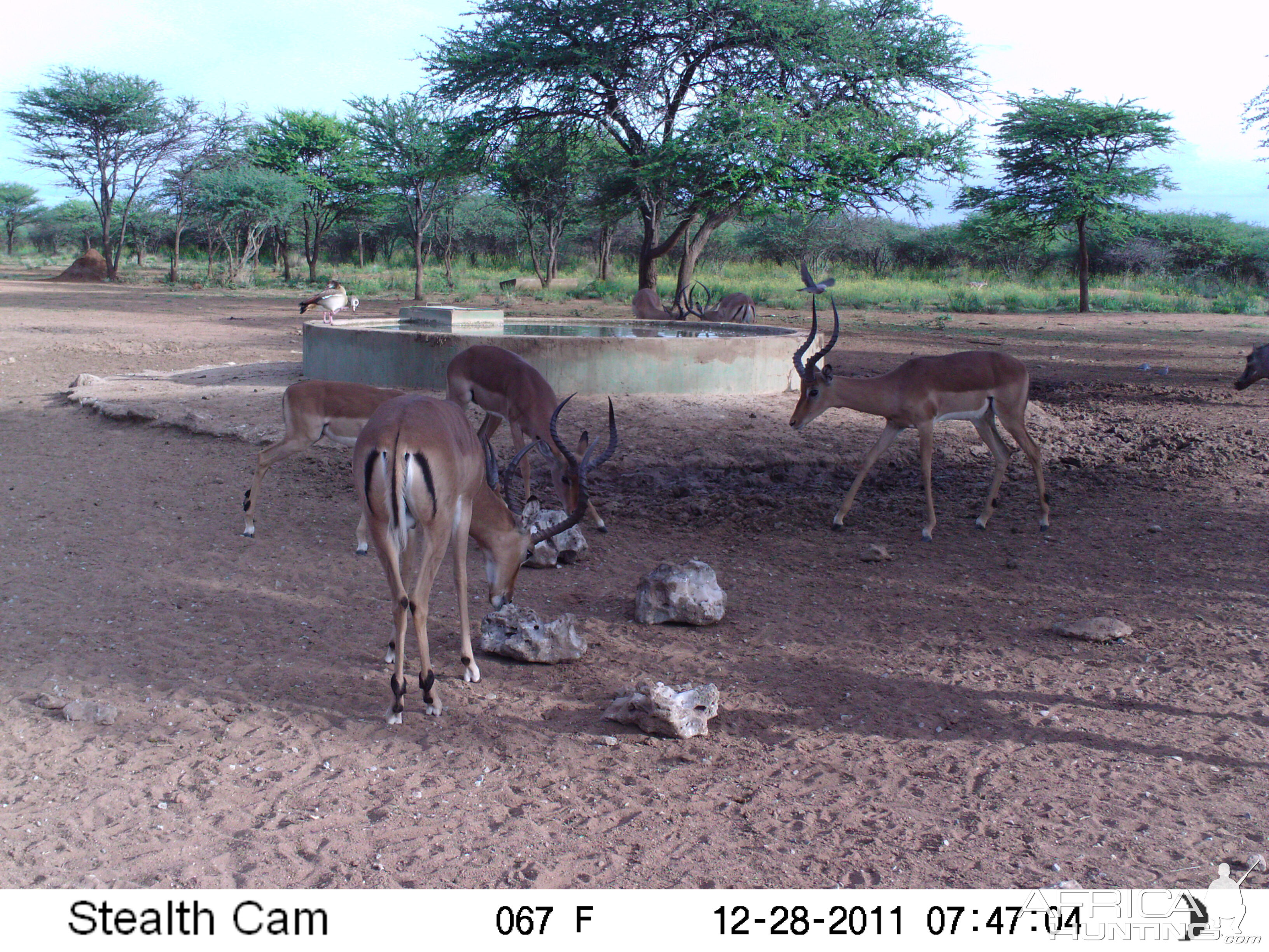 Trail Camera Namibia