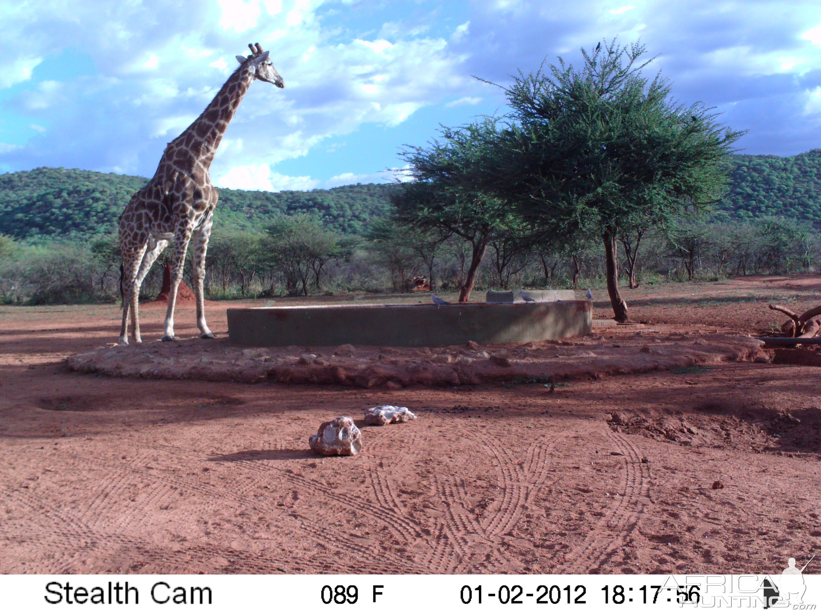 Trail Camera Namibia