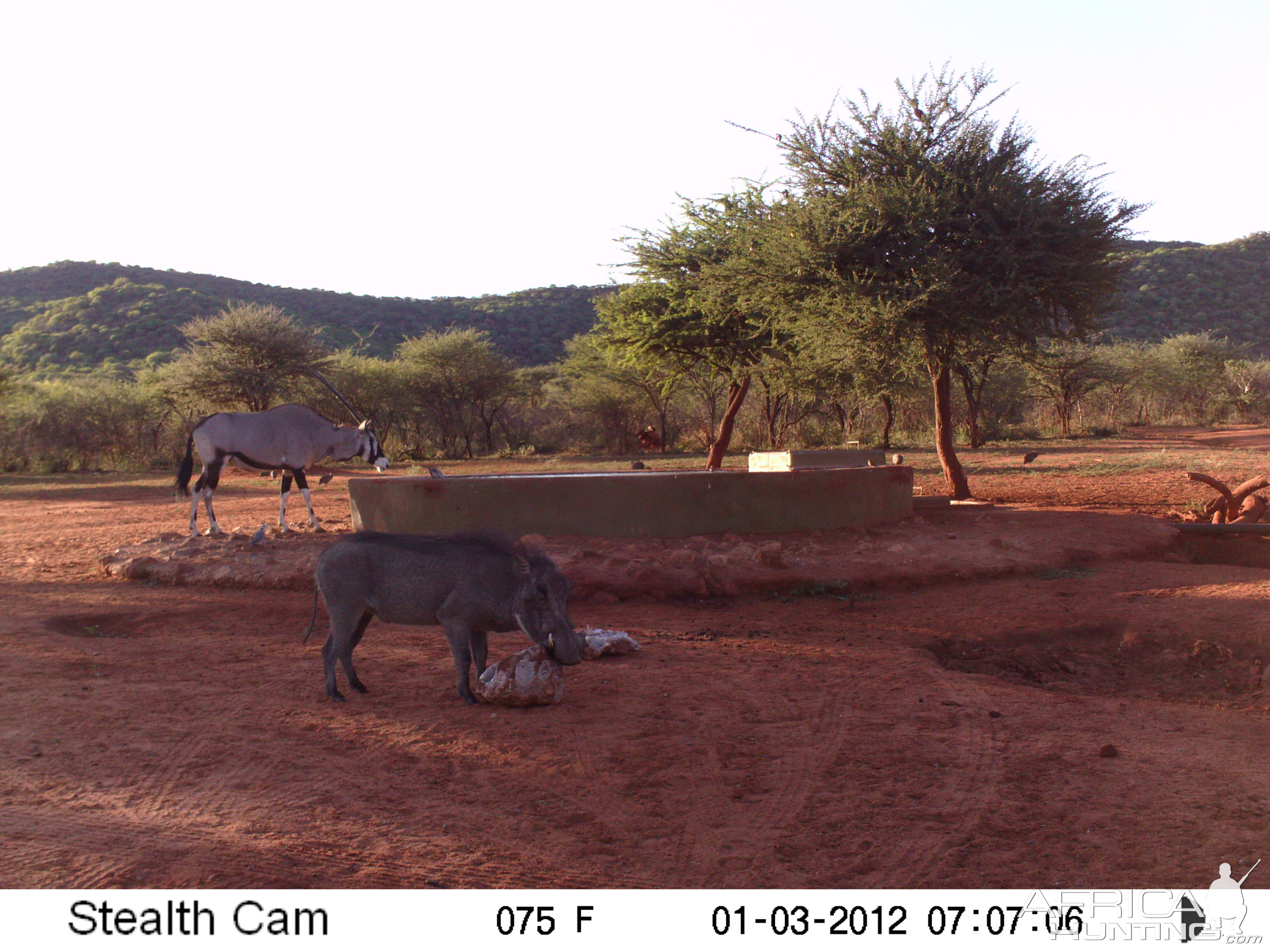 Trail Camera Namibia