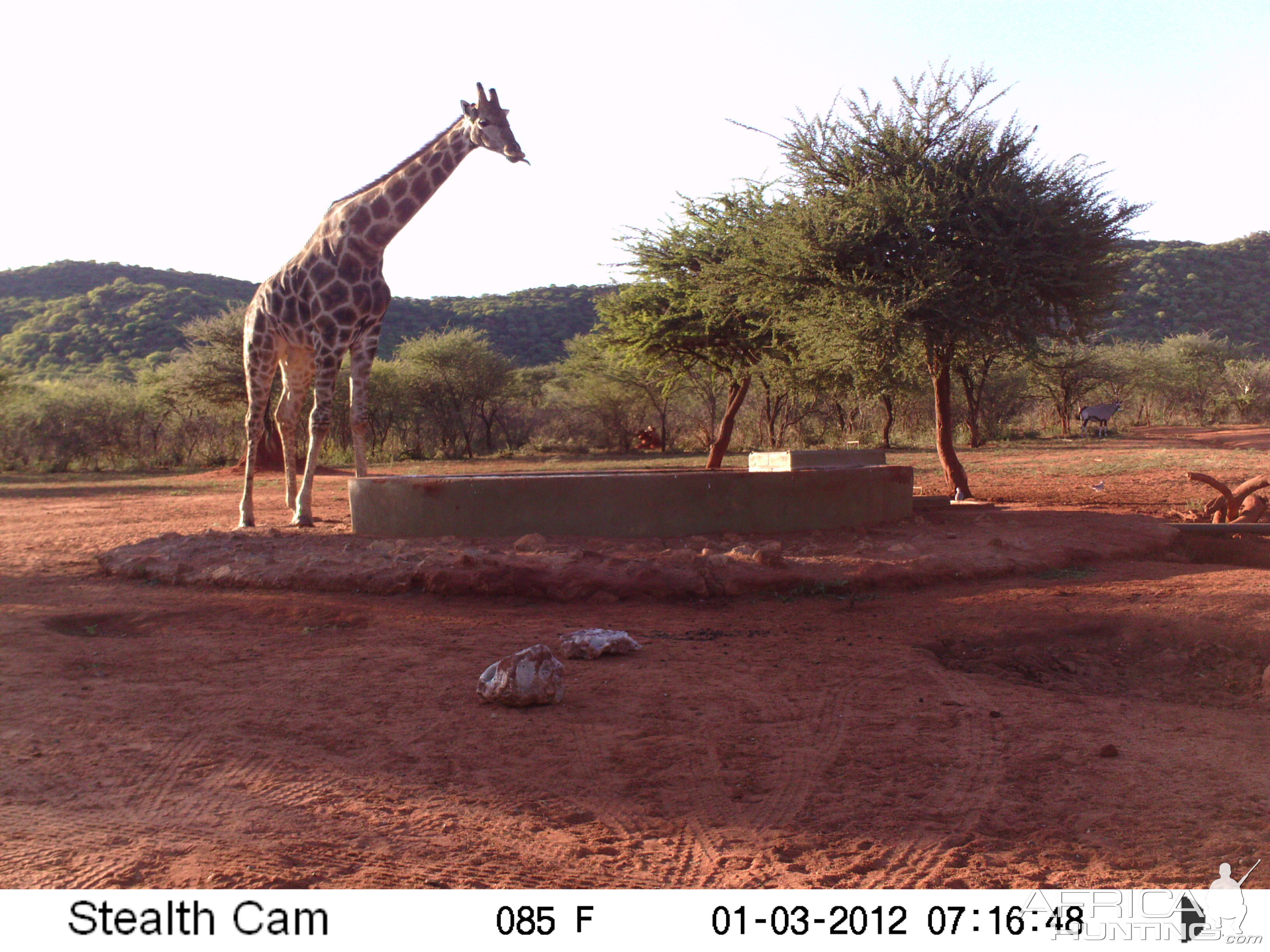 Trail Camera Namibia