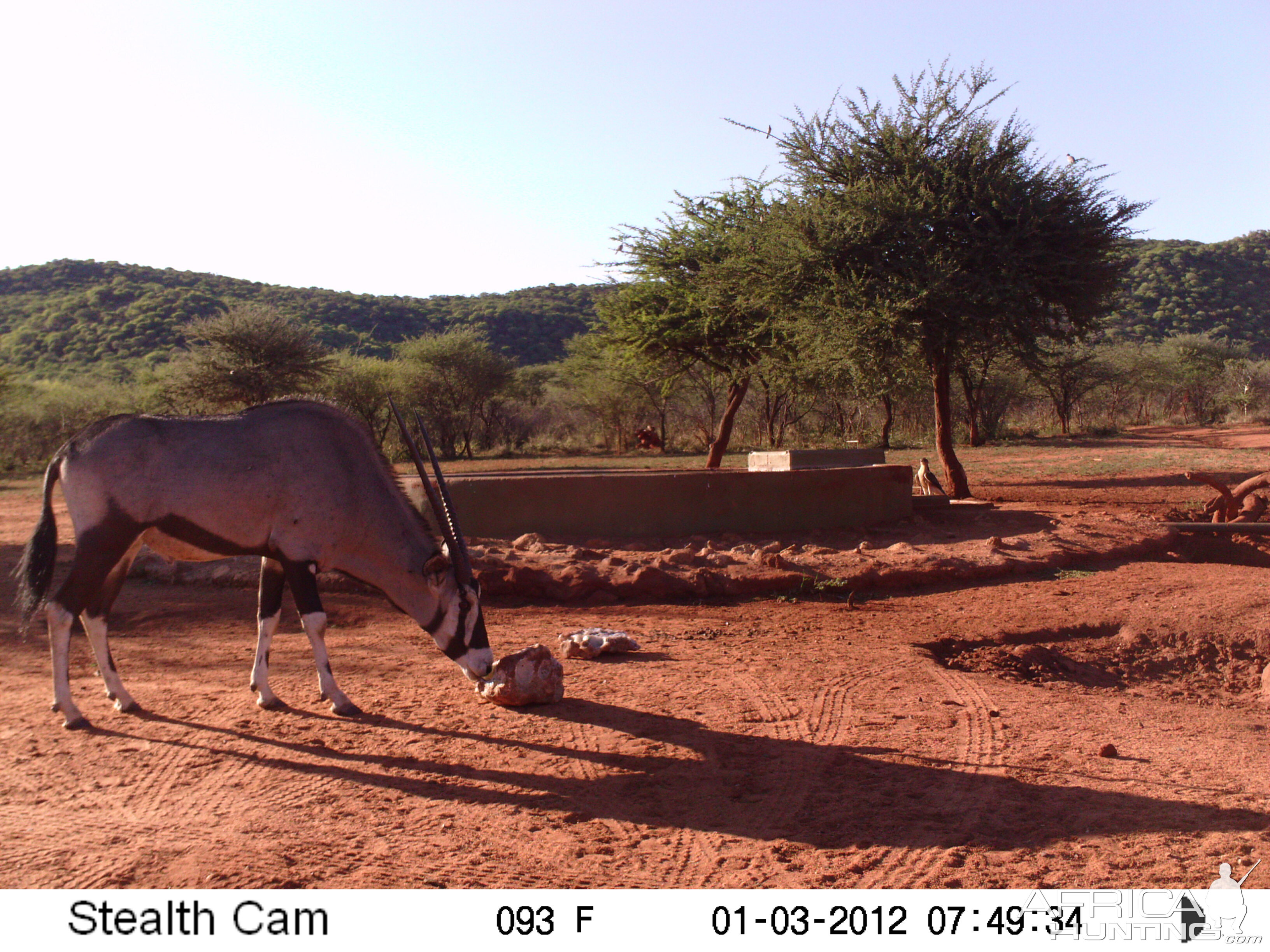 Trail Camera Namibia