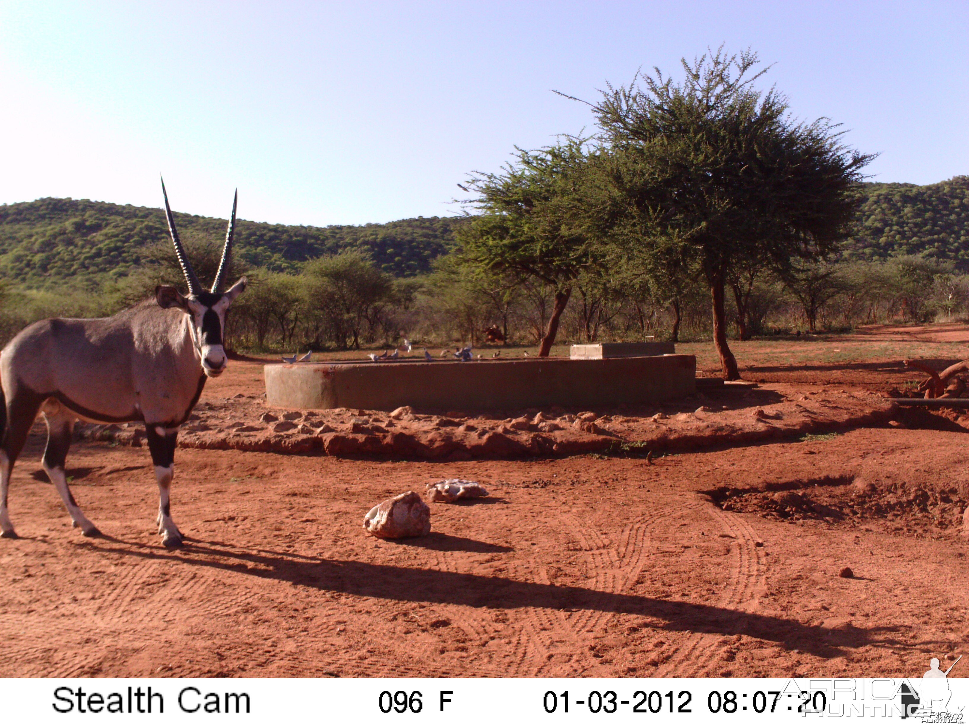 Trail Camera Namibia