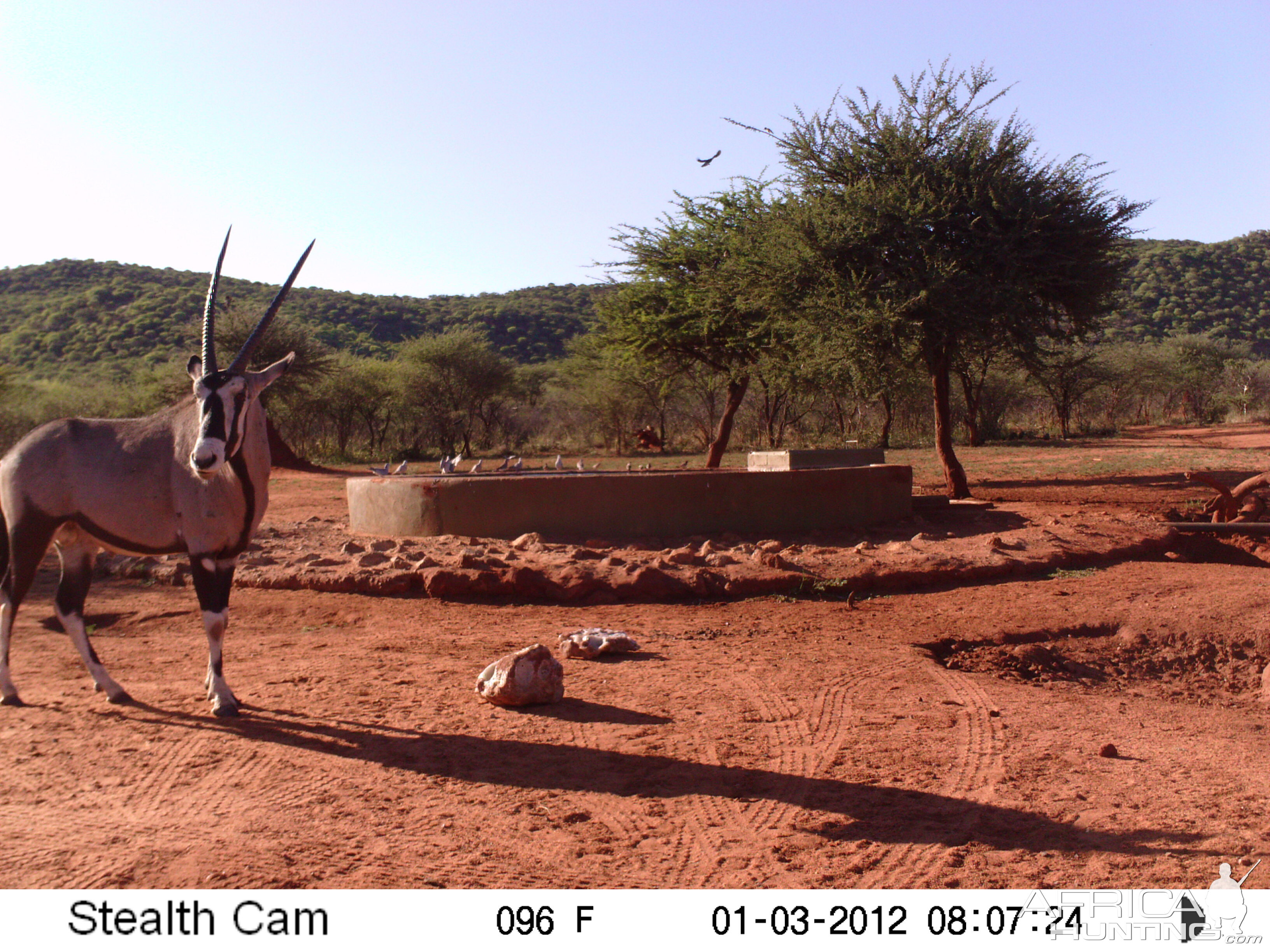 Trail Camera Namibia