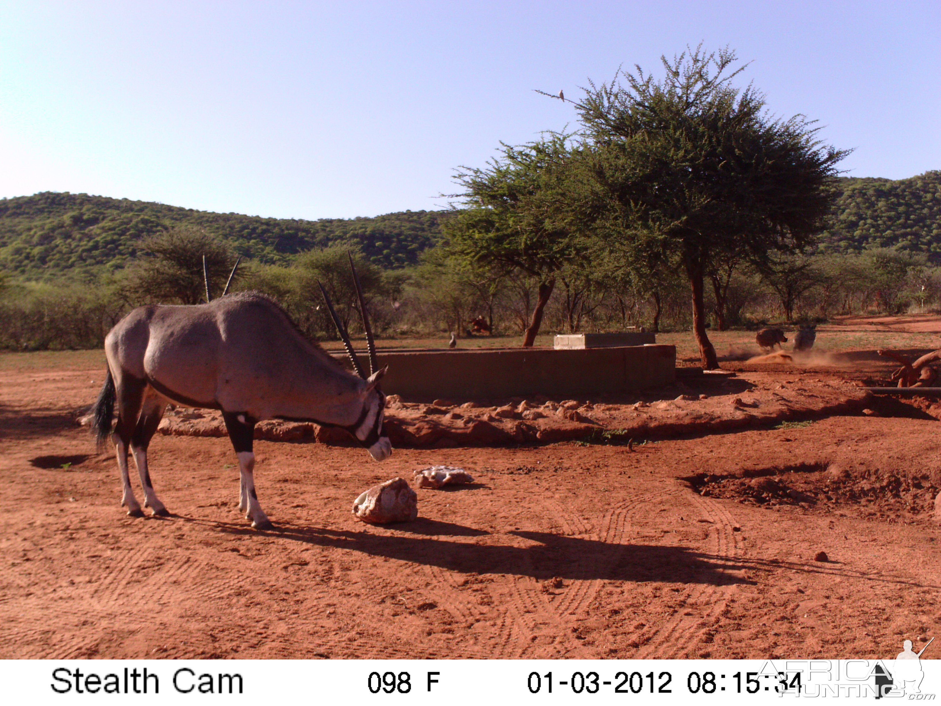 Trail Camera Namibia