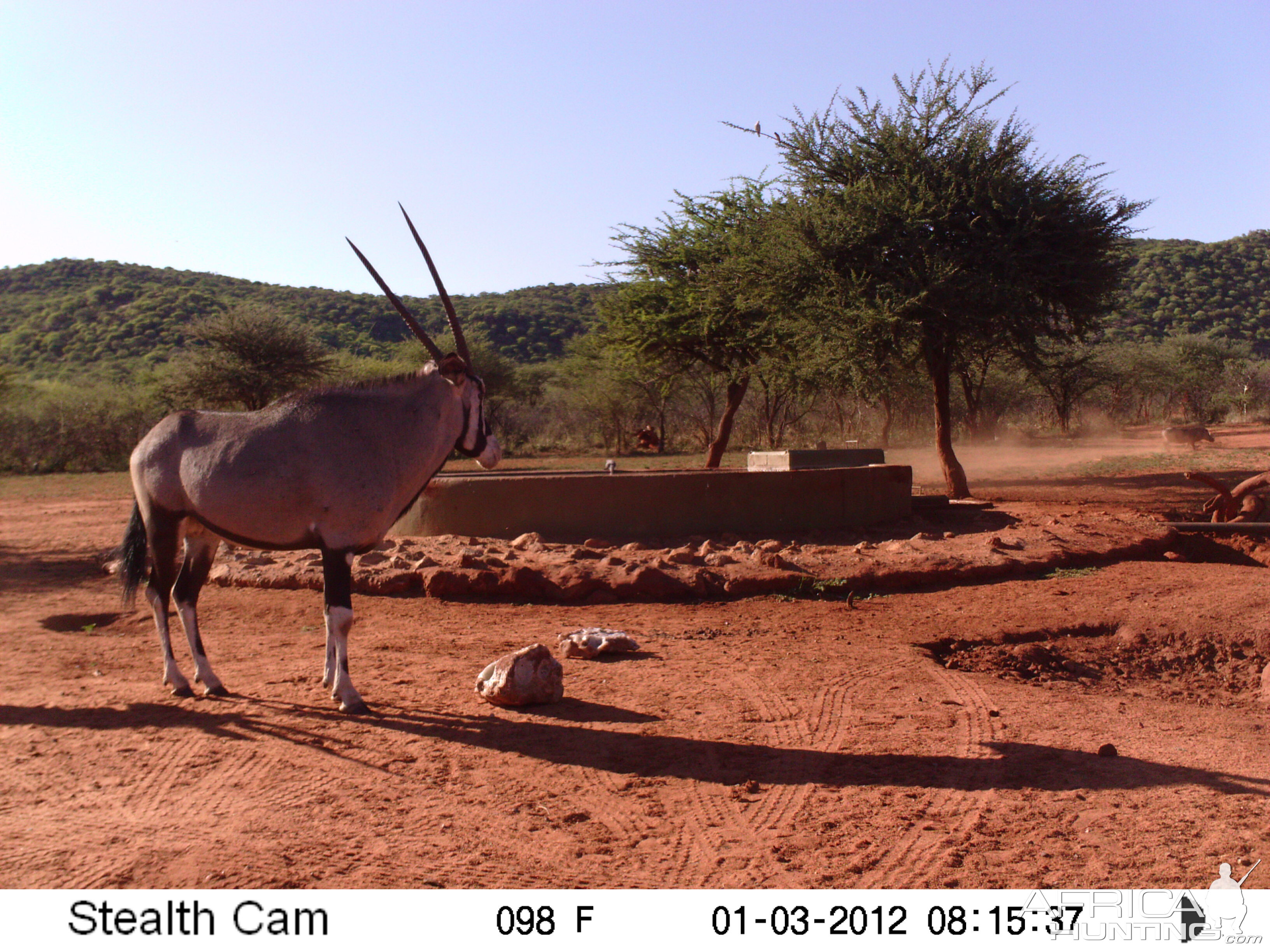 Trail Camera Namibia