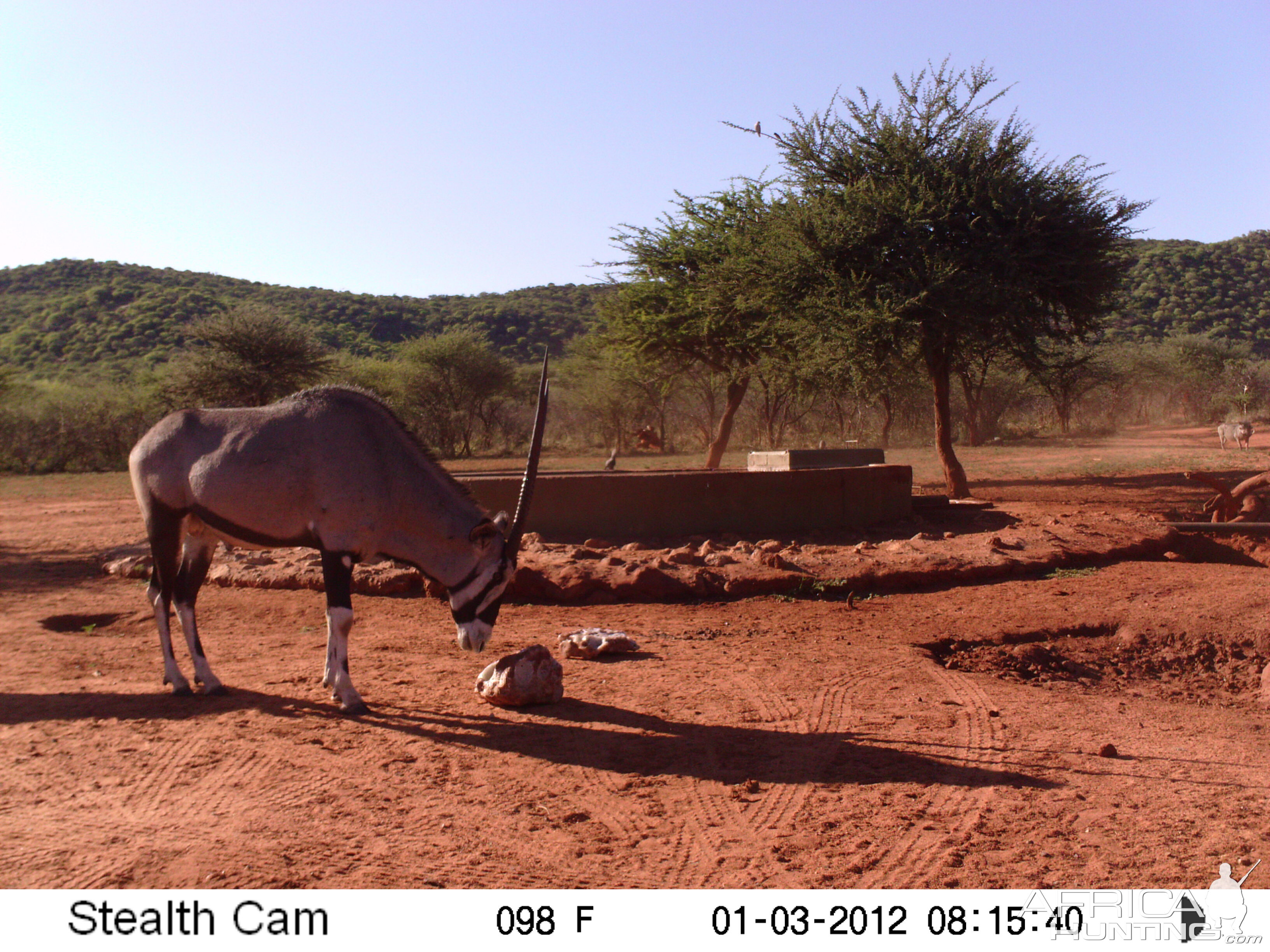 Trail Camera Namibia