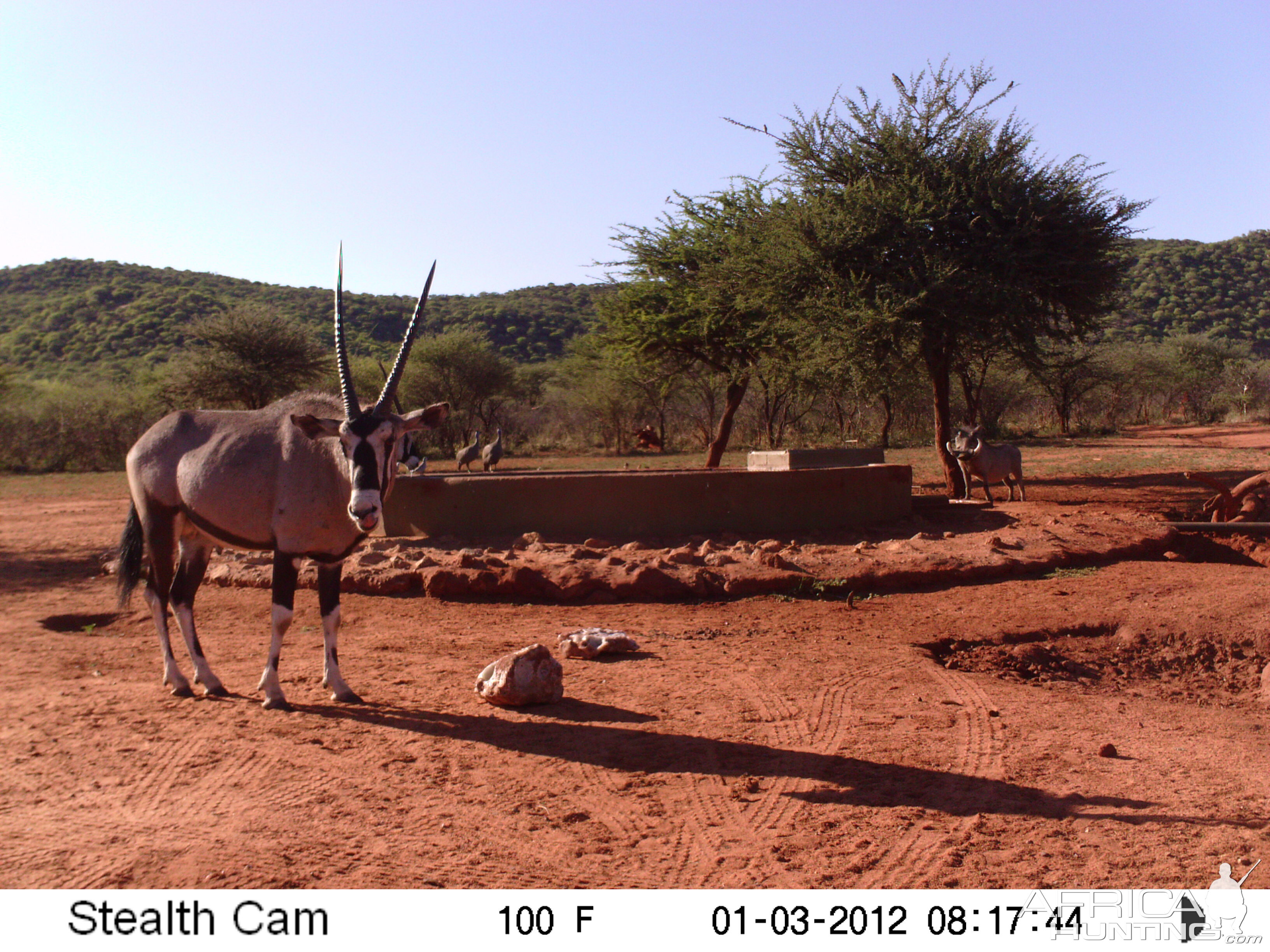 Trail Camera Namibia