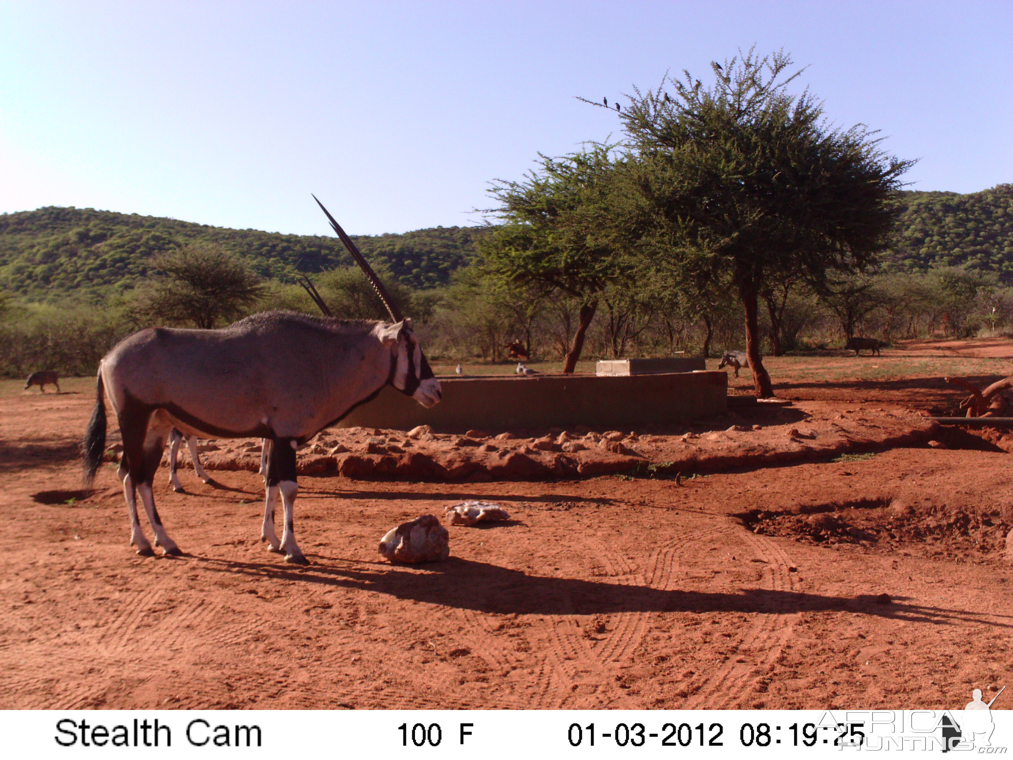 Trail Camera Namibia