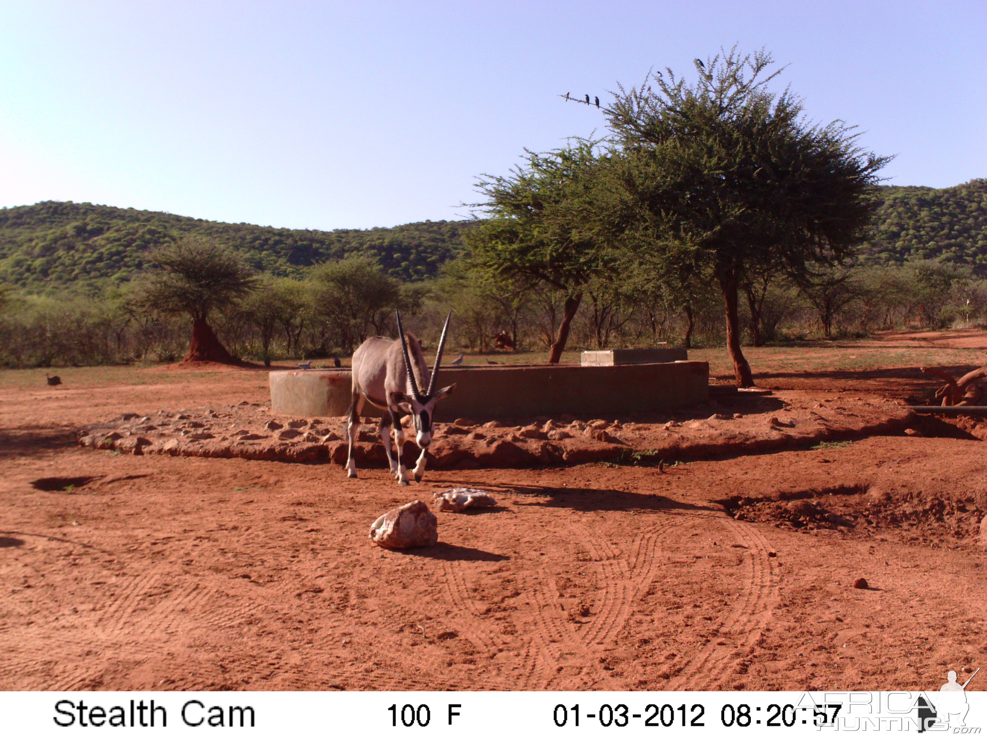 Trail Camera Namibia